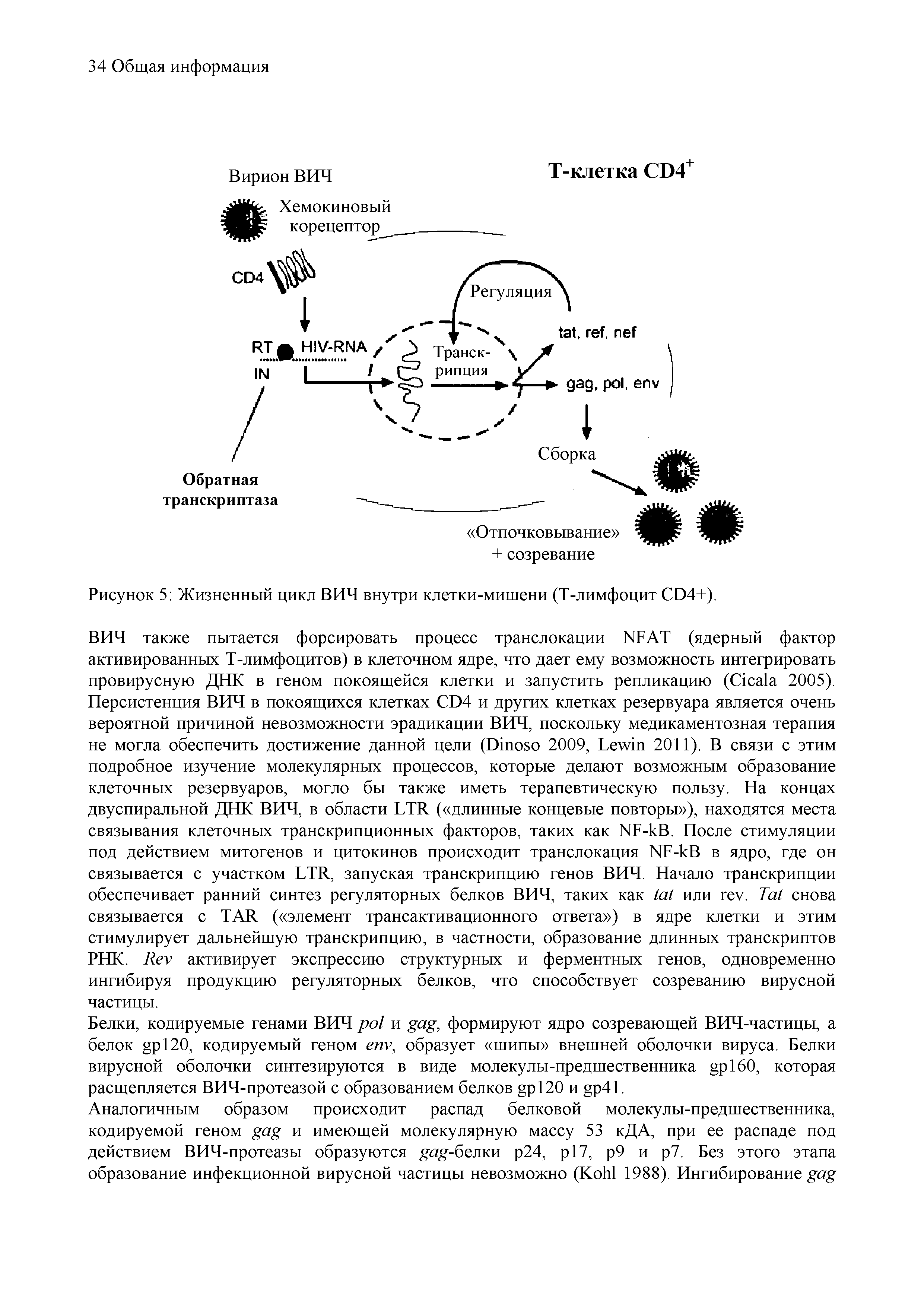 Рисунок 5 Жизненный цикл ВИЧ внутри клетки-мишени (Т-лимфоцит CD4+).