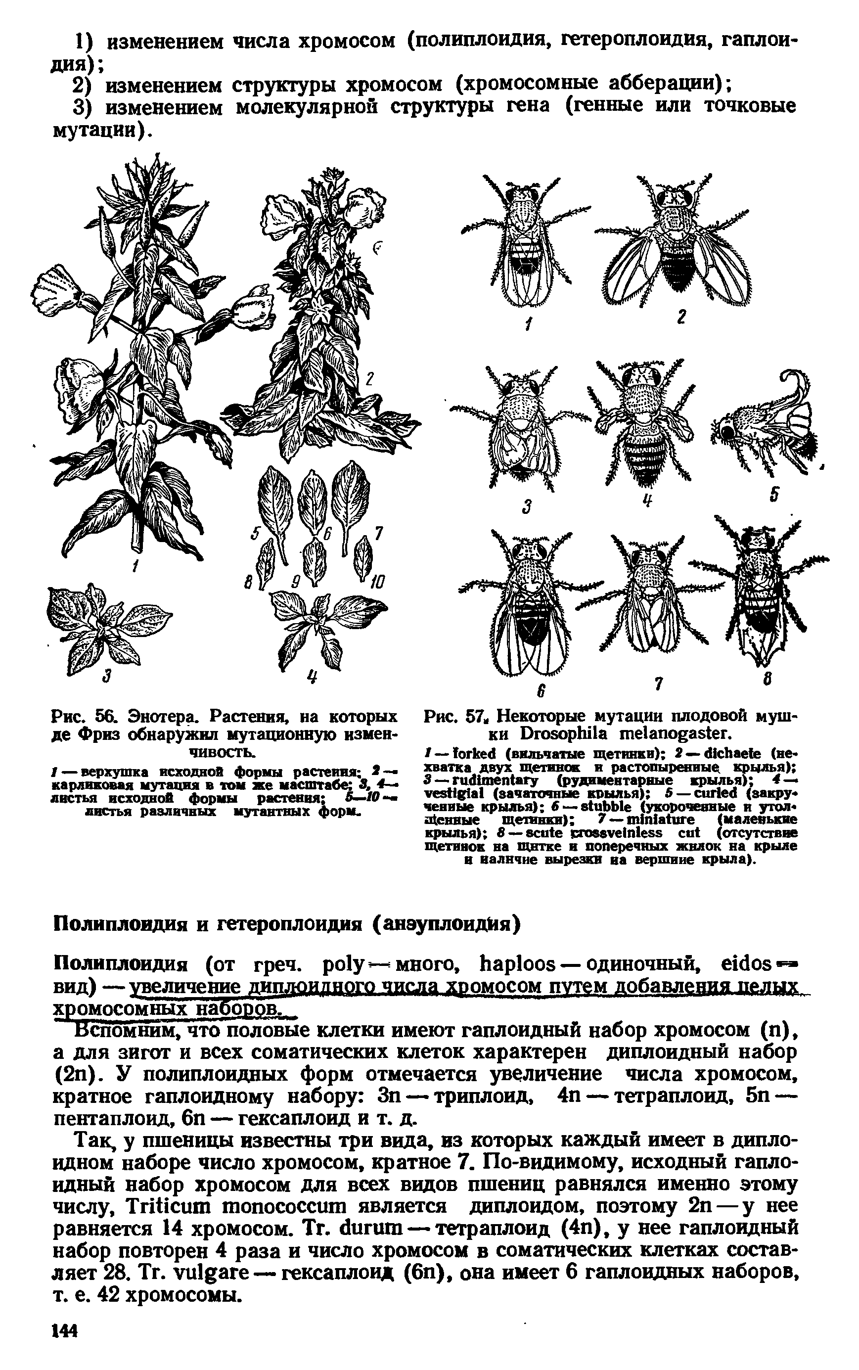 Рис. 57, Некоторые мутации плодовой мушки D .