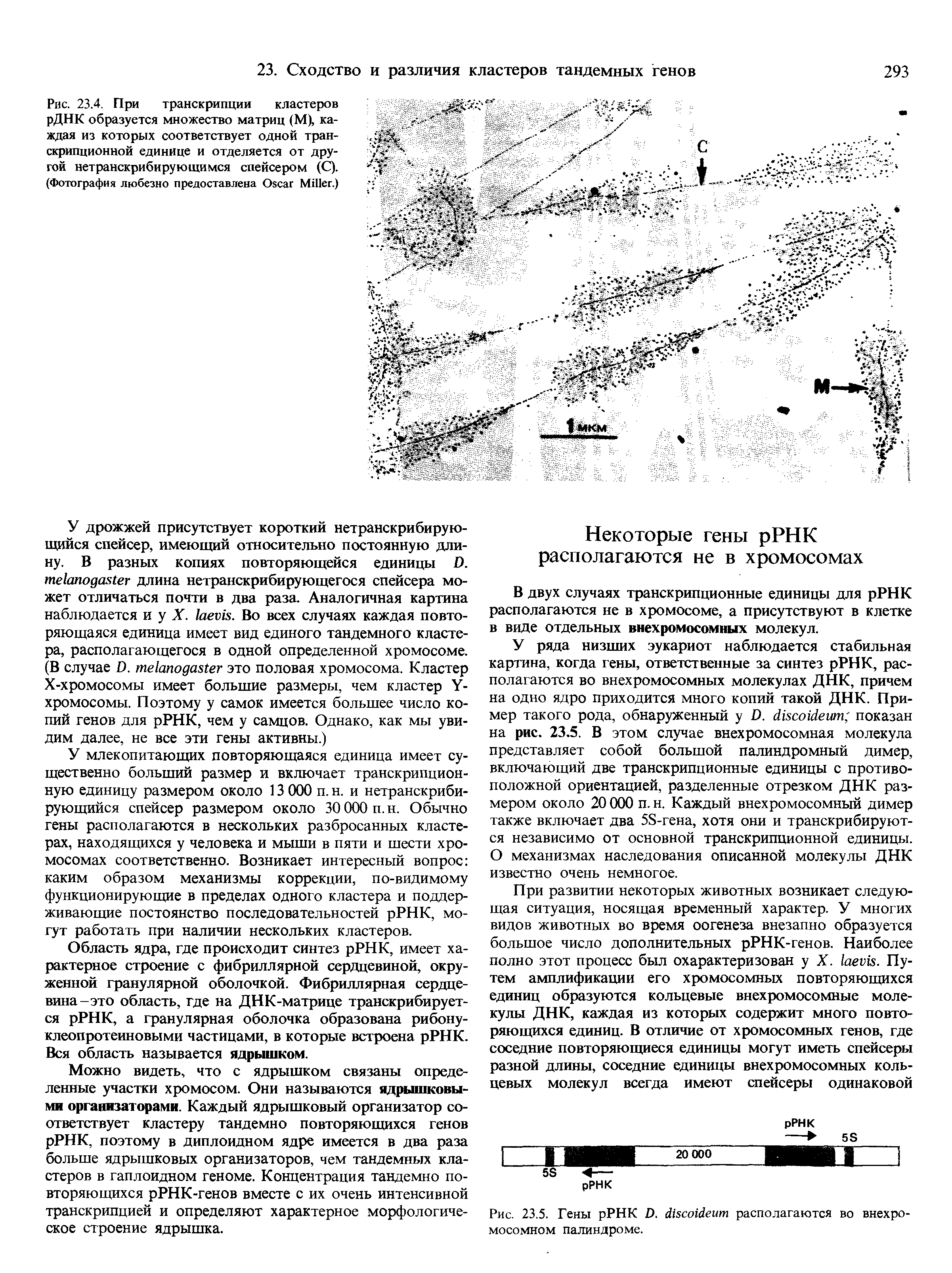 Рис. 23.4. При транскрипции кластеров рДНК образуется множество матриц (М), каждая из которых соответствует одной транскрипционной единице и отделяется от другой нетранскрибирующимся спейсером (С). (Фотография любезно предоставлена O M .)...