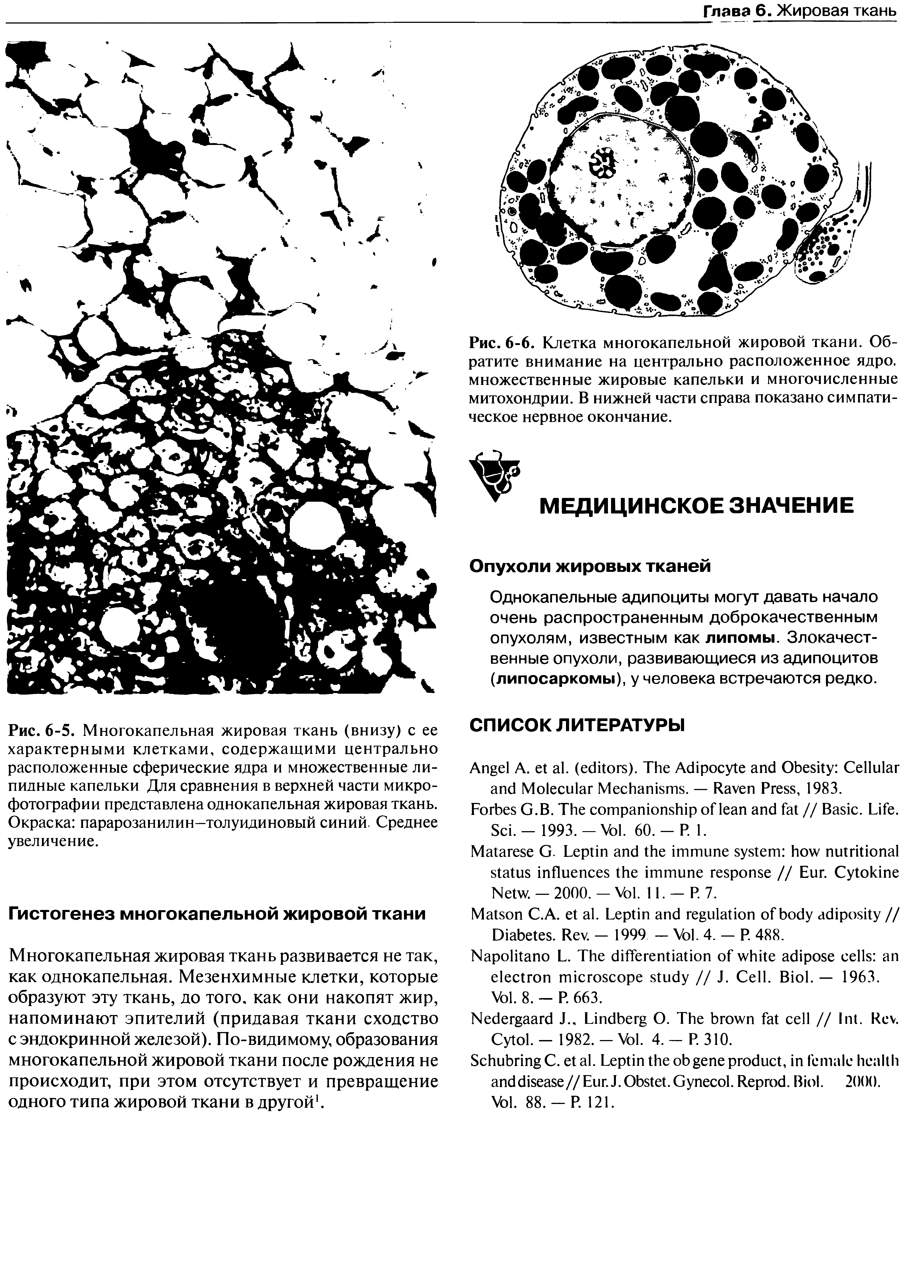 Рис. 6-5. Многокапельная жировая ткань (внизу) с ее характерными клетками, содержащими центрально расположенные сферические ядра и множественные липидные капельки Для сравнения в верхней части микрофотографии представлена однокапельная жировая ткань. Окраска парарозанилин—толуидиновый синий. Среднее увеличение.