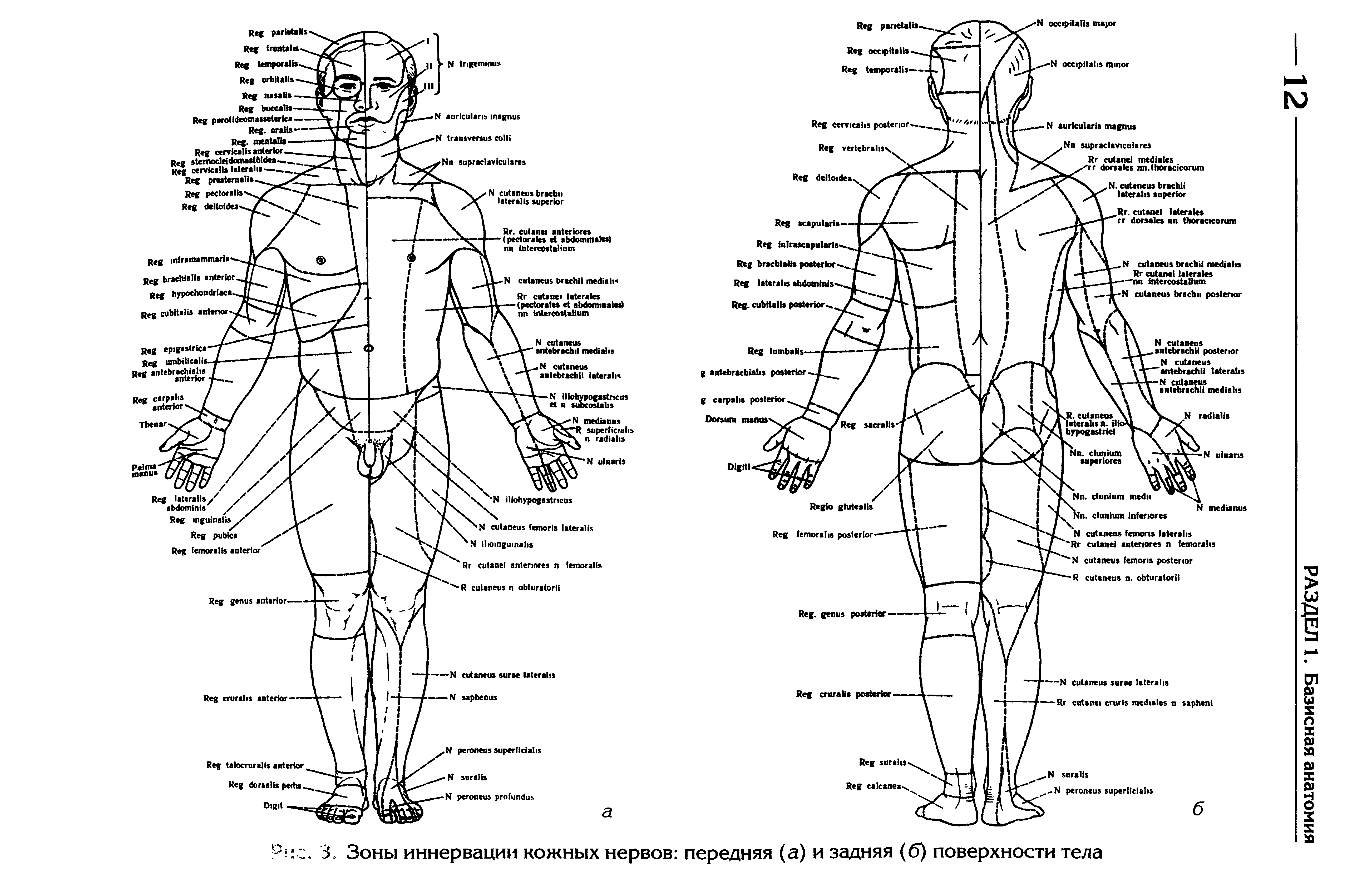 Рис. 3. Зоны иннервации кожных нервов передняя (а) и задняя (6) поверхности тела...