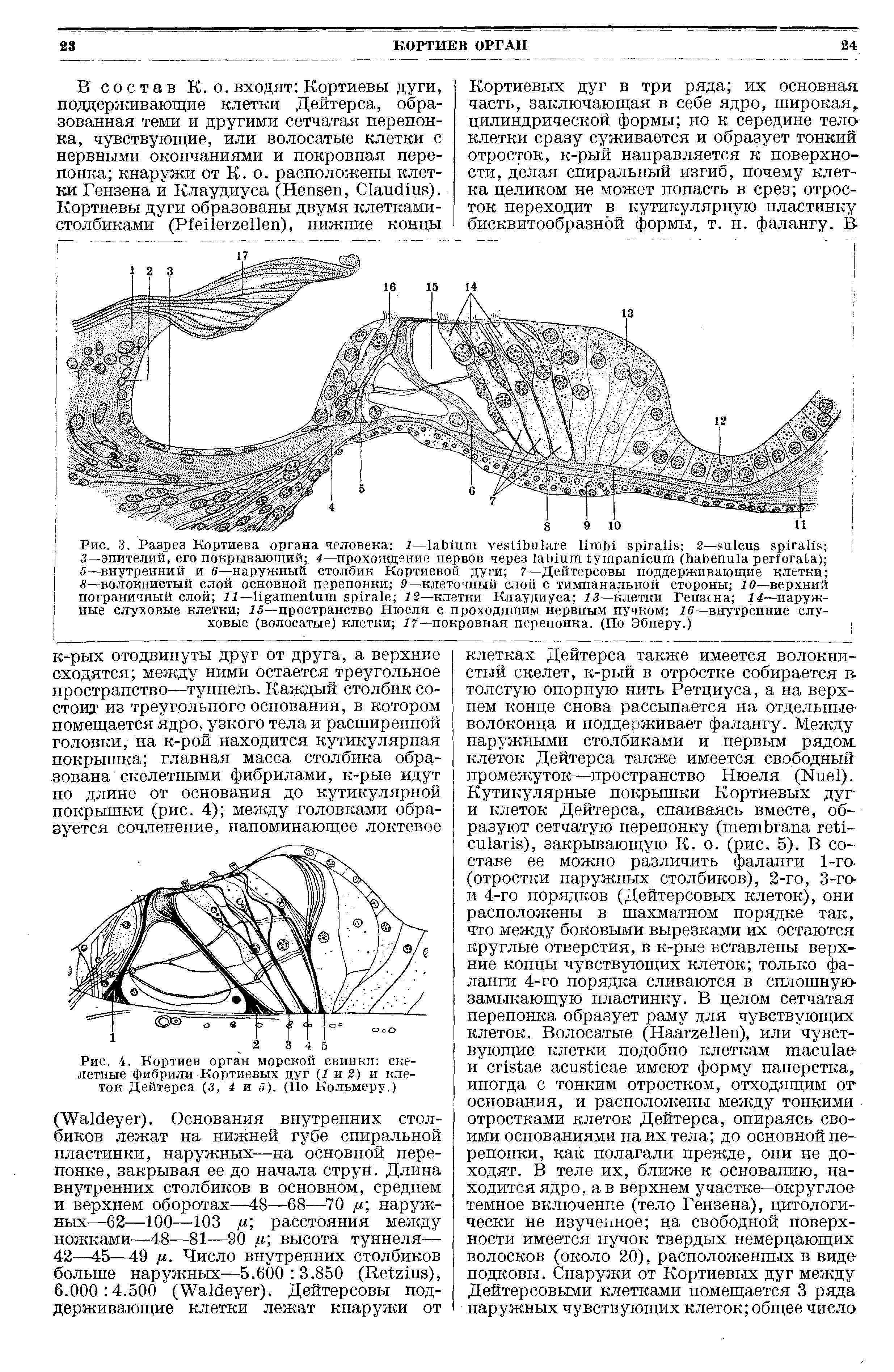 Рис. 4. Кортиев орган морской свинки скелетные фибрили Кортневых дуг (1 и 2) и клеток Дейтерса (3, 4 и 5). (Ио Кольмеру.)...