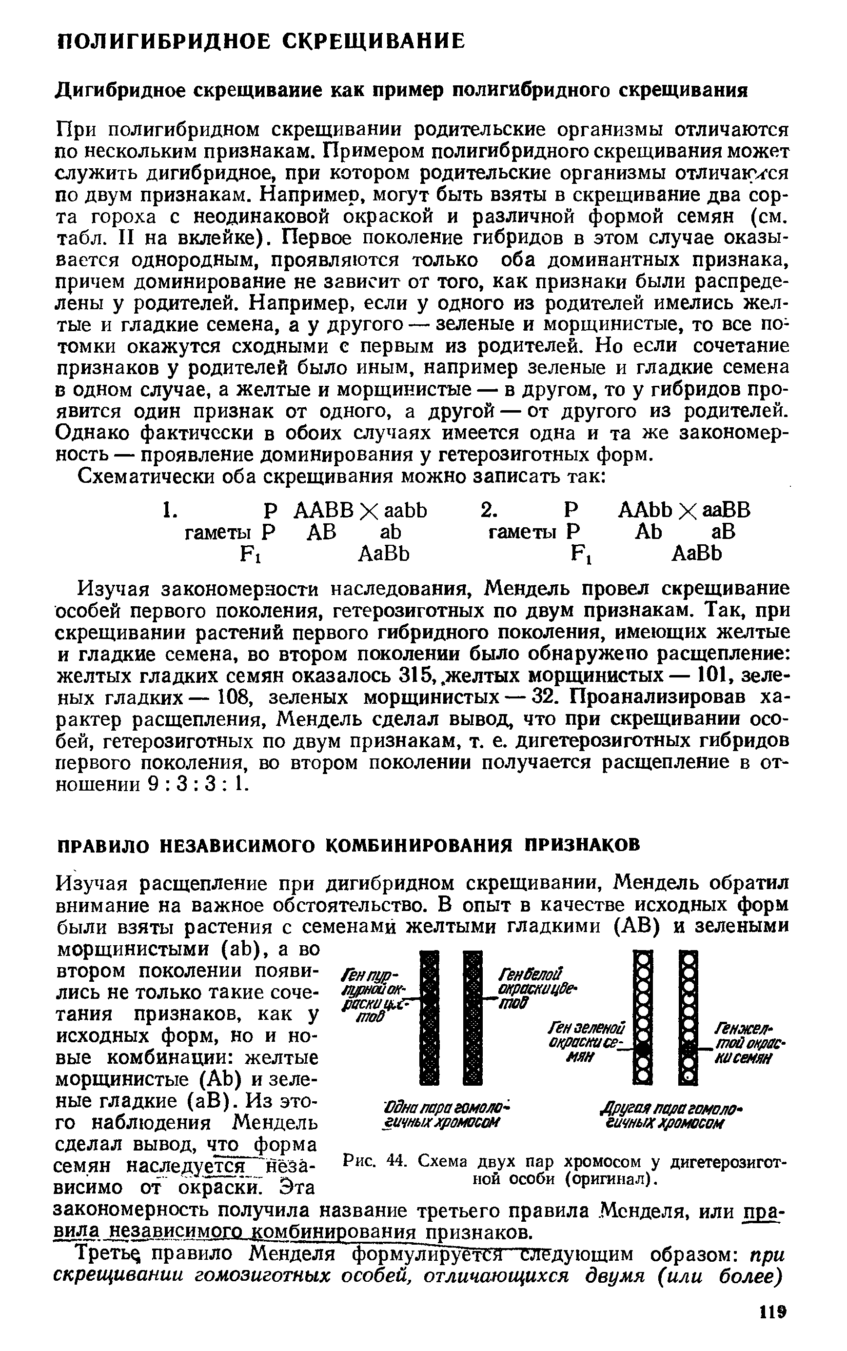 Рис. 44. Схема двух пар хромосом у дигетерозигот-ной особи (оригинал).