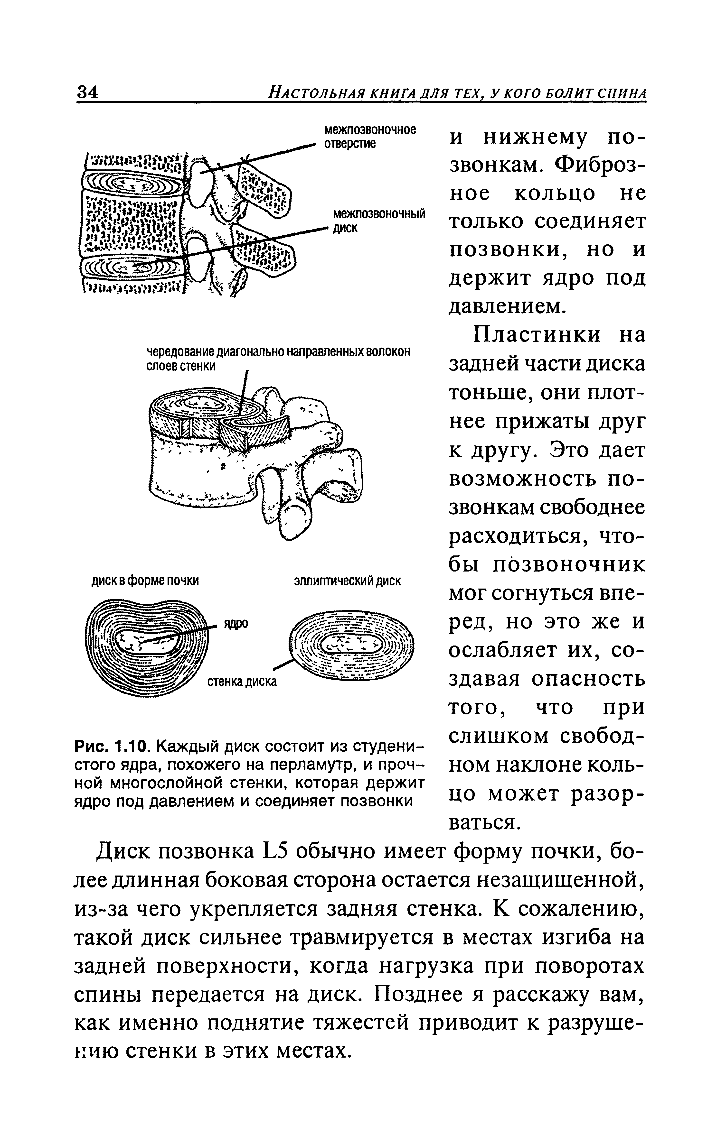 Рис. 1.10. Каждый диск состоит из студенистого ядра, похожего на перламутр, и прочной многослойной стенки, которая держит ядро под давлением и соединяет позвонки...