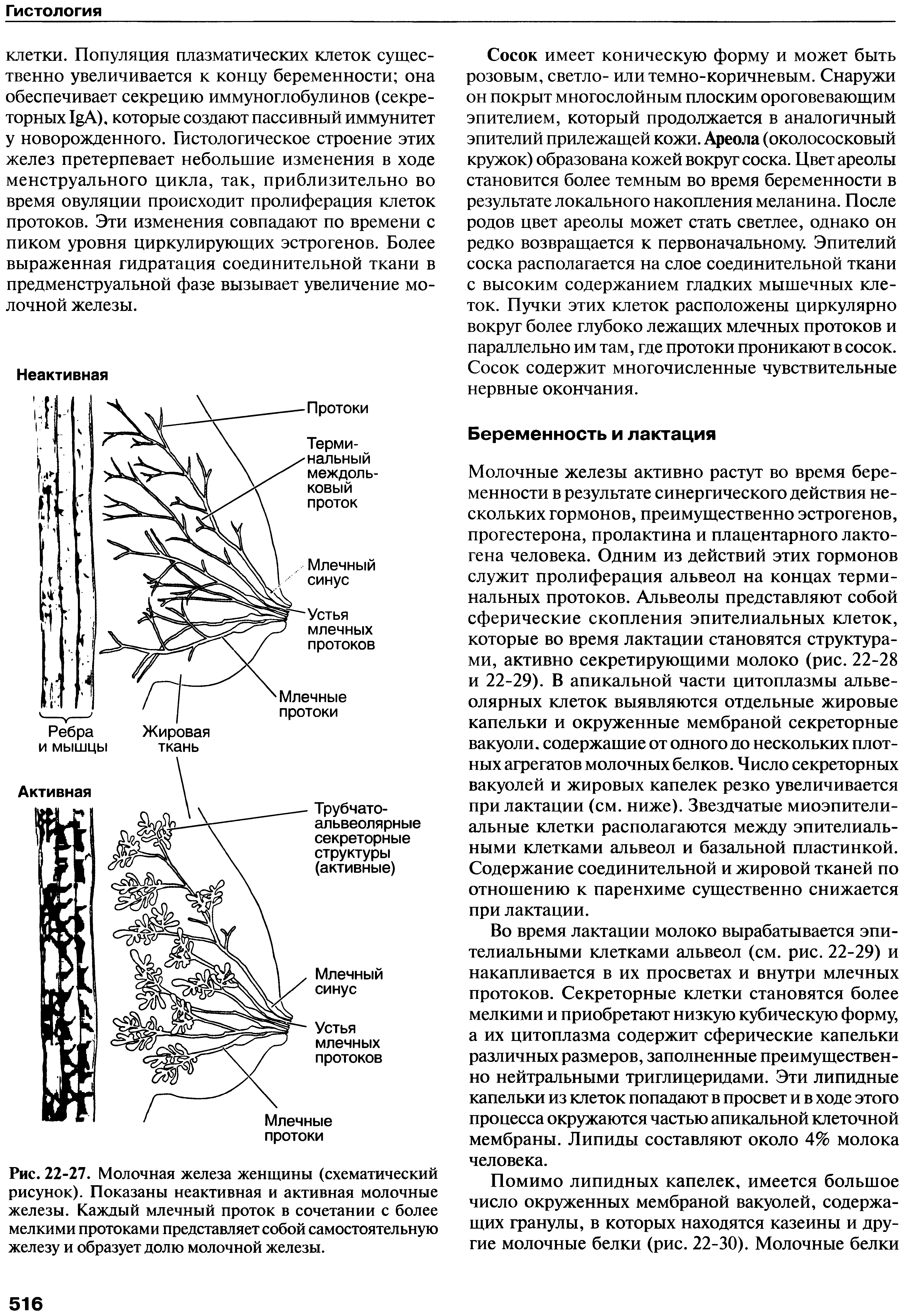 Рис. 22-27. Молочная железа женщины (схематический рисунок). Показаны неактивная и активная молочные железы. Каждый млечный проток в сочетании с более мелкими протоками представляет собой самостоятельную железу и образует долю молочной железы.