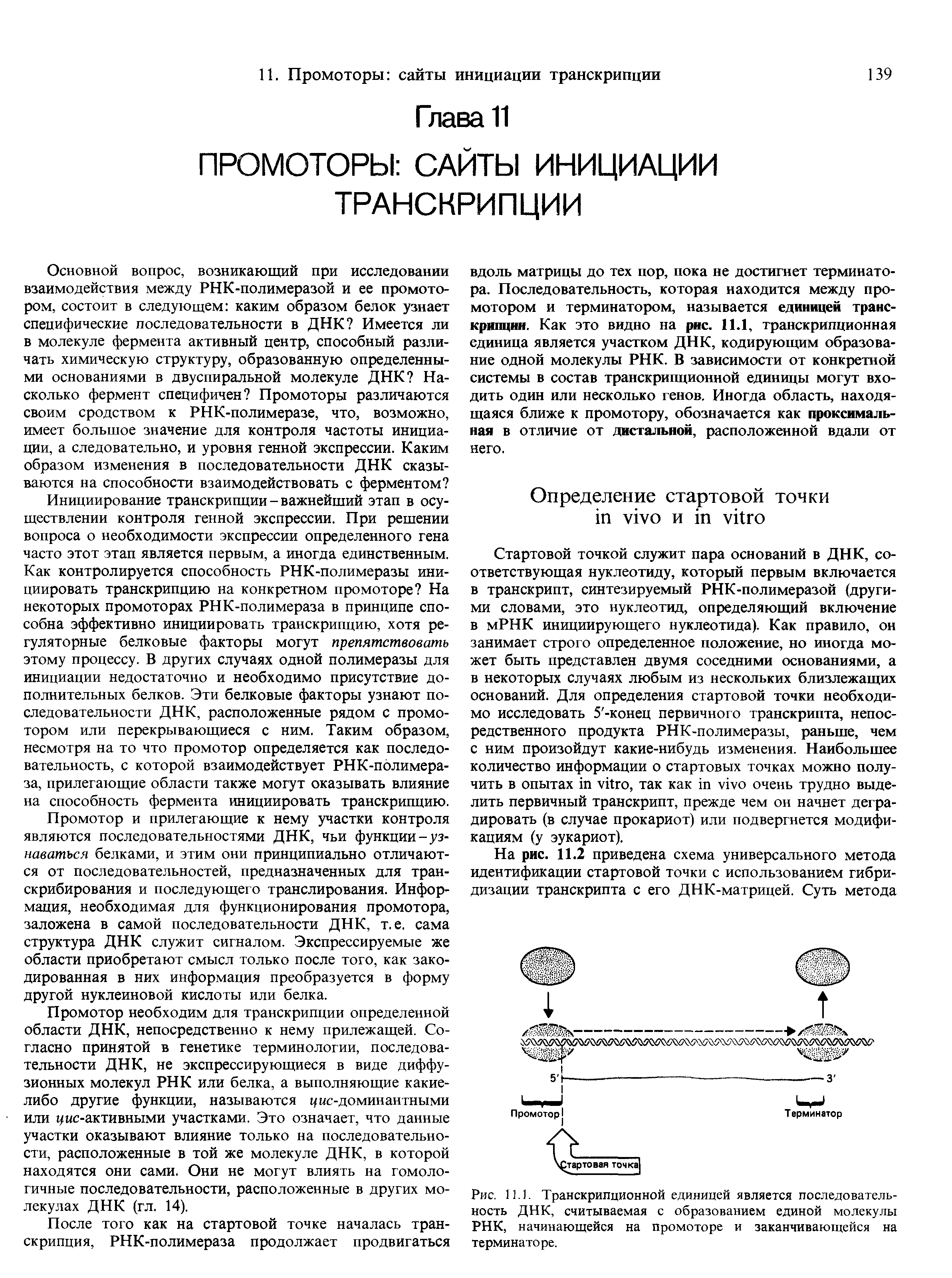 Рис. 11.1. Транскрипционной единицей является последовательность ДНК, считываемая с образованием единой молекулы РНК, начинающейся на промоторе и заканчивающейся на терминаторе.