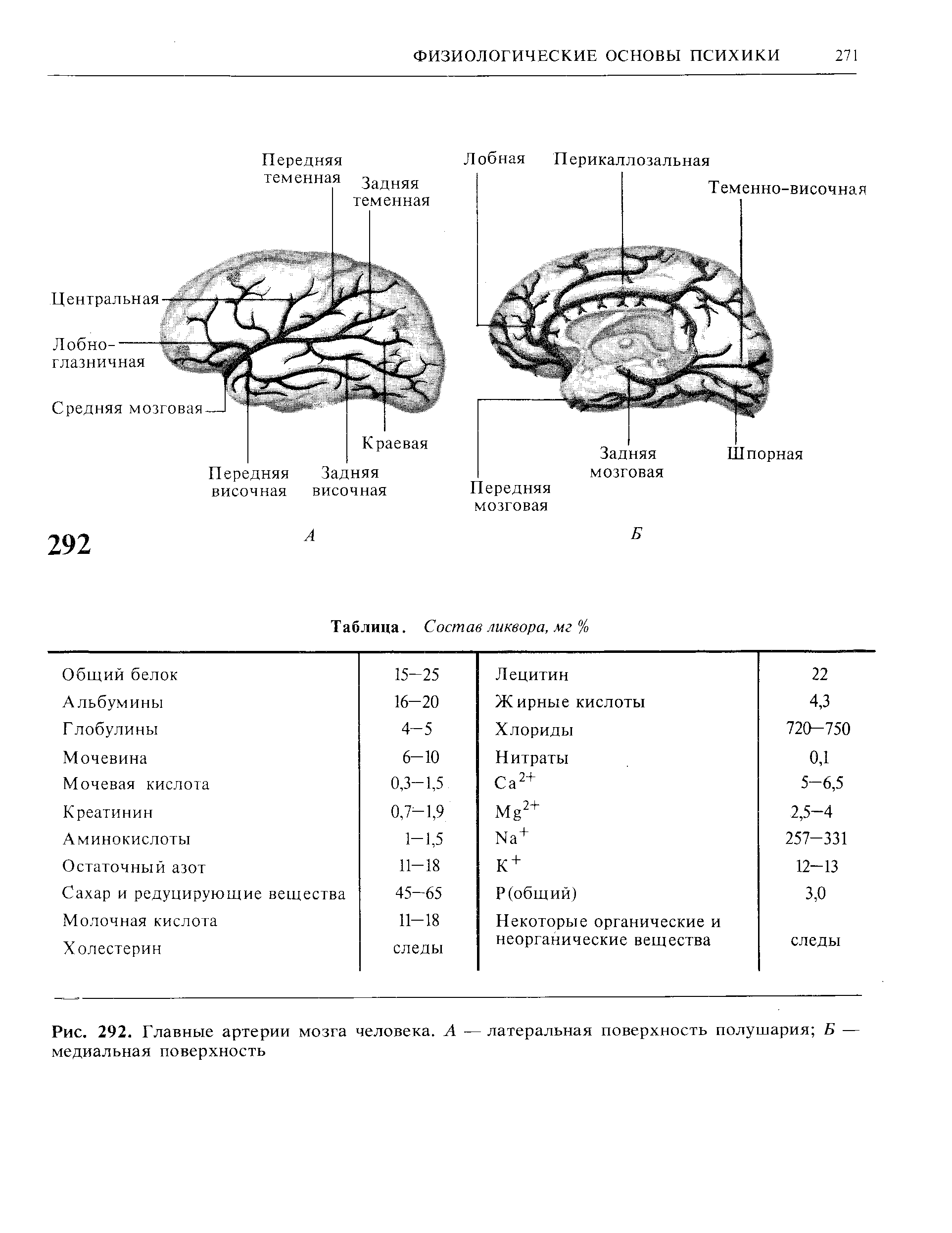Рис. 292. Главные артерии мозга человека. А — латеральная поверхность полушария Б — медиальная поверхность...