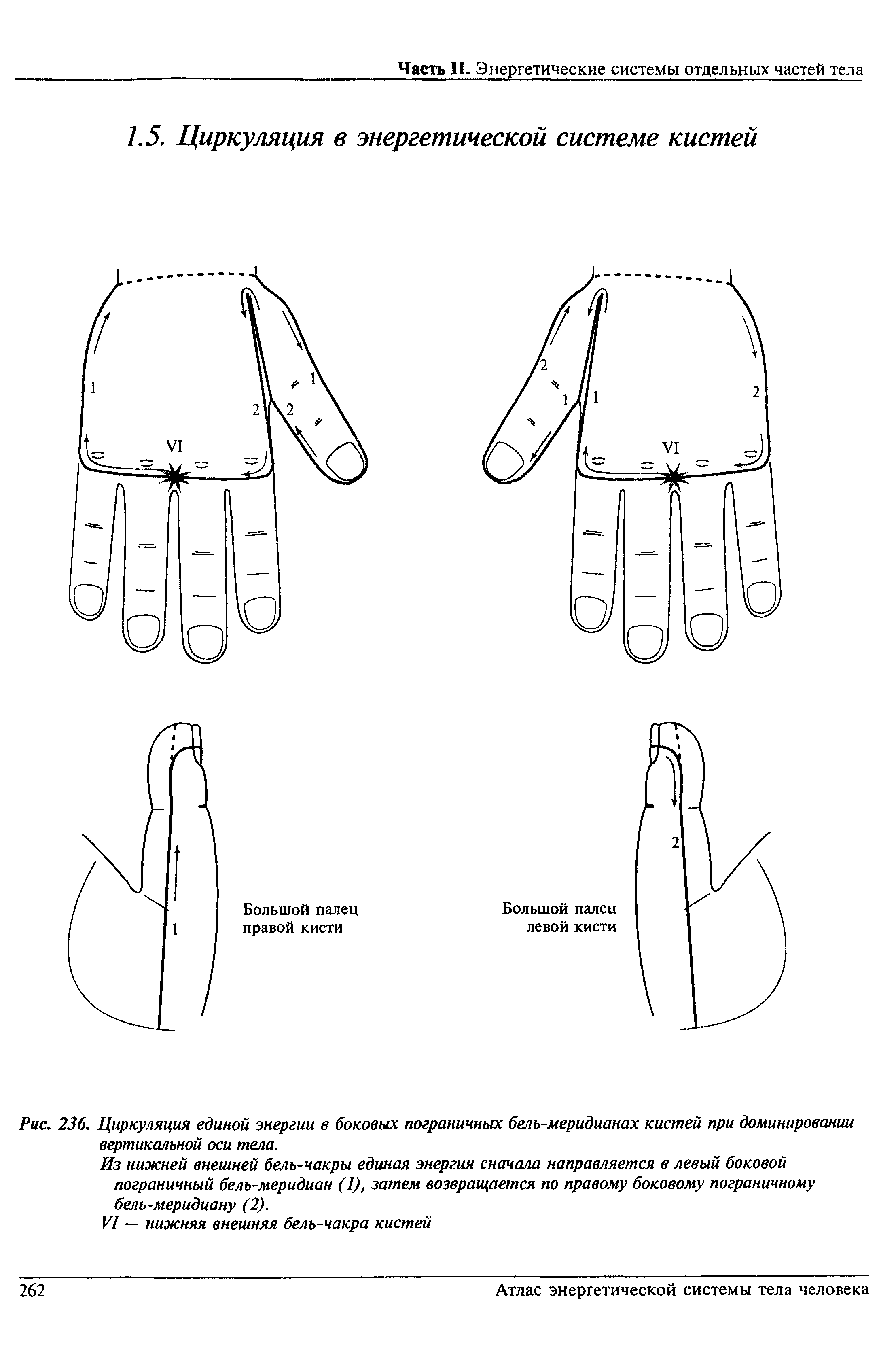 Рис. 236. Циркуляция единой энергии в боковых пограничных бель-меридианах кистей при доминировании вертикальной оси тела.