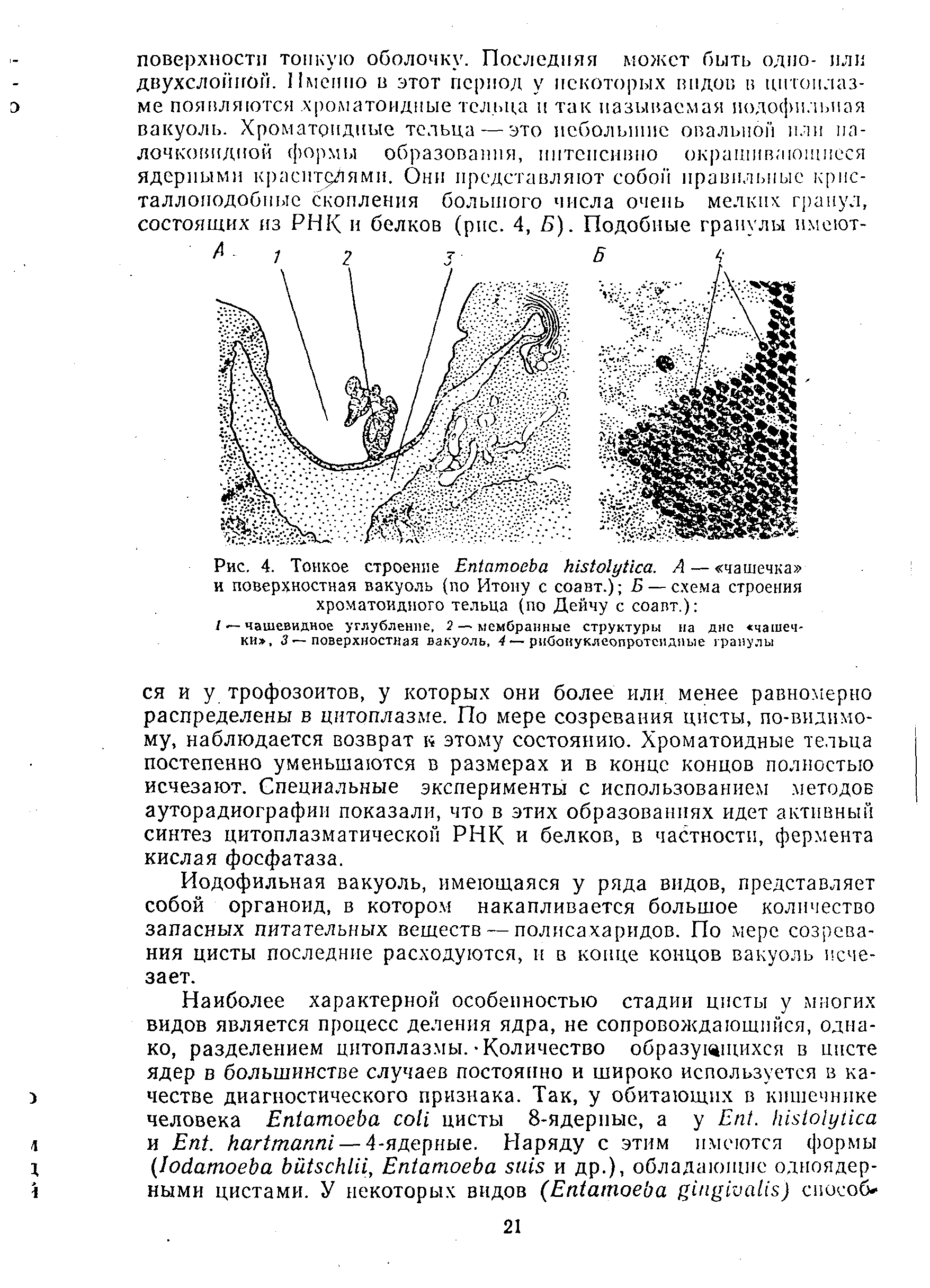 Рис. 4. Тонкое строение E . А — чашечка и поверхностная вакуоль (по Итону с соавт.) Б — схема строения хроматоидного тельца (по Дейчу с соавт.) ...