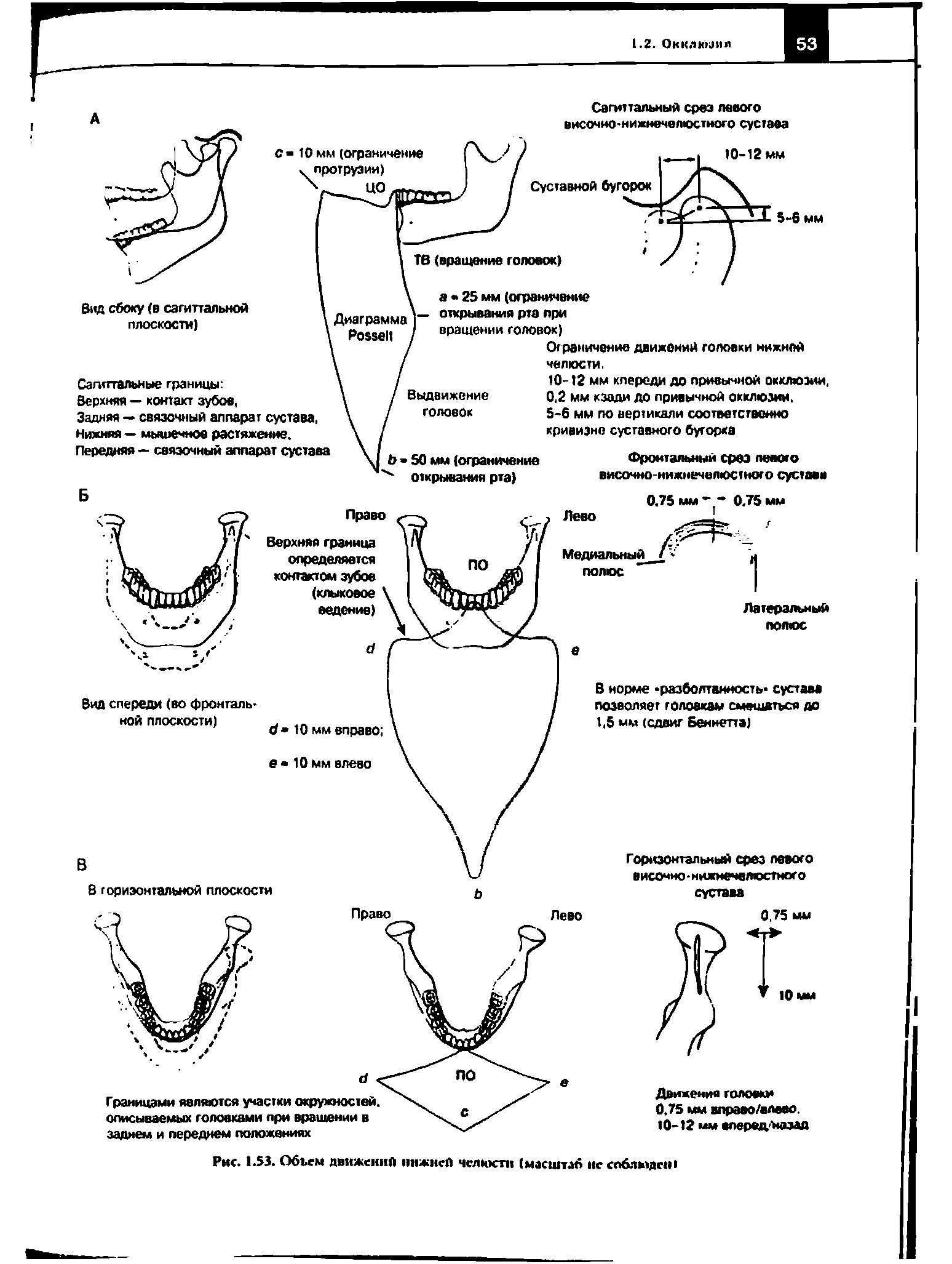 Рис. 1.53. Объем движений нижней челюсти (масштаб нс соблюдет...