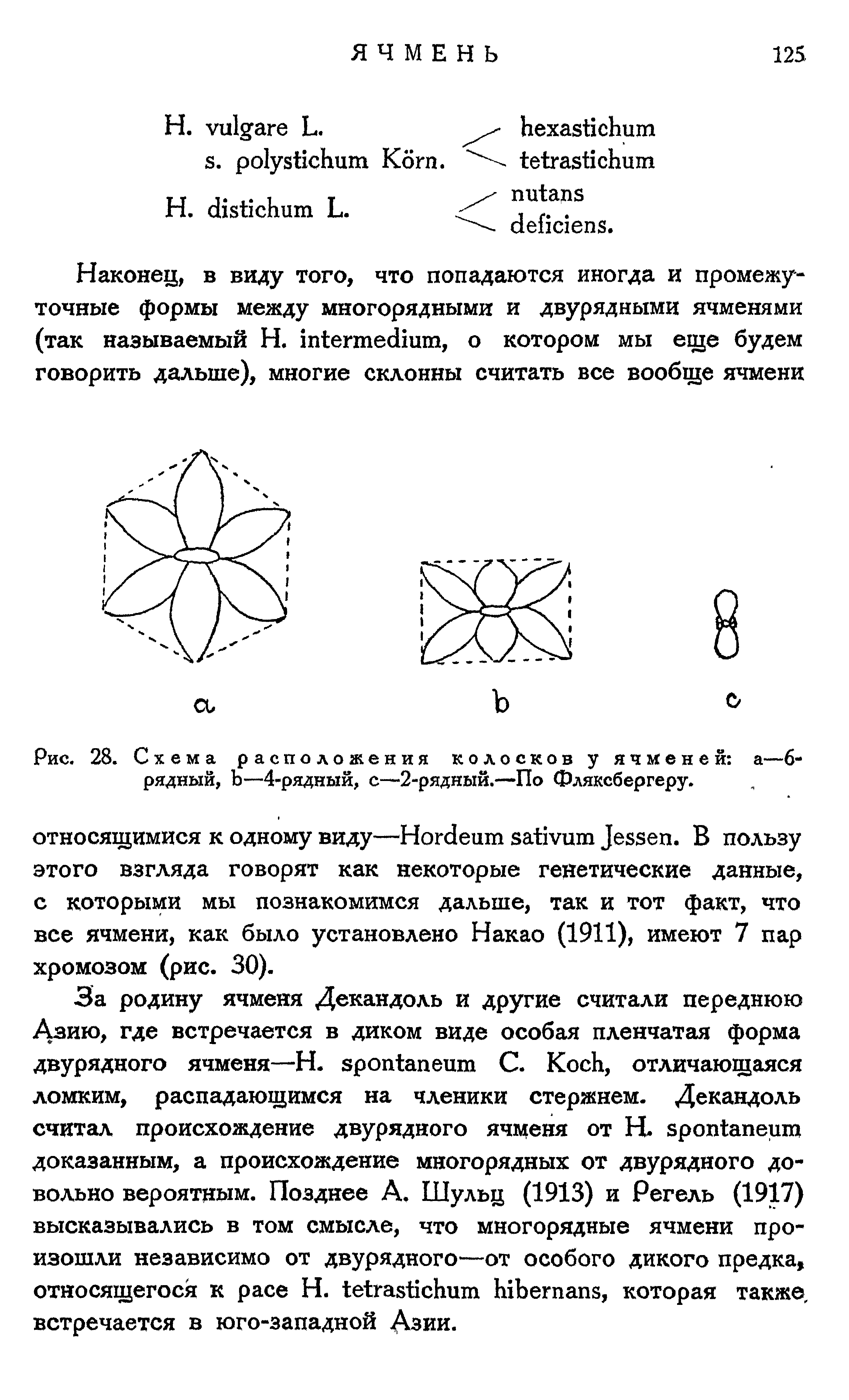 Рис. 28. Схема расположения колосков у ячменей а—6-рядный, —4-рядный, с—2-рядный.-—По Фляксбергеру.