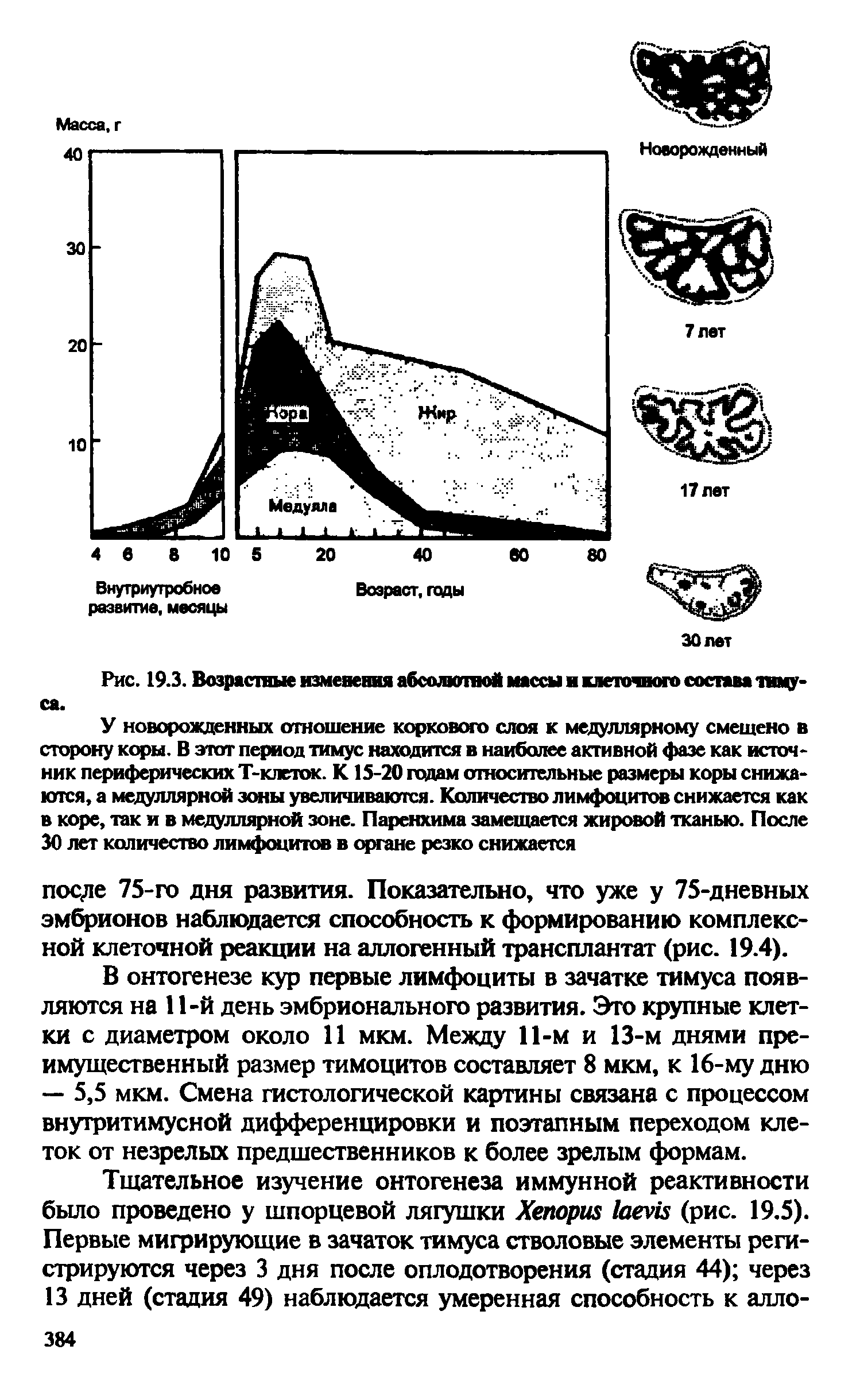 Рис. 19.3. Возрастные изменения абсолютной массы и клеточного состава тимуса.