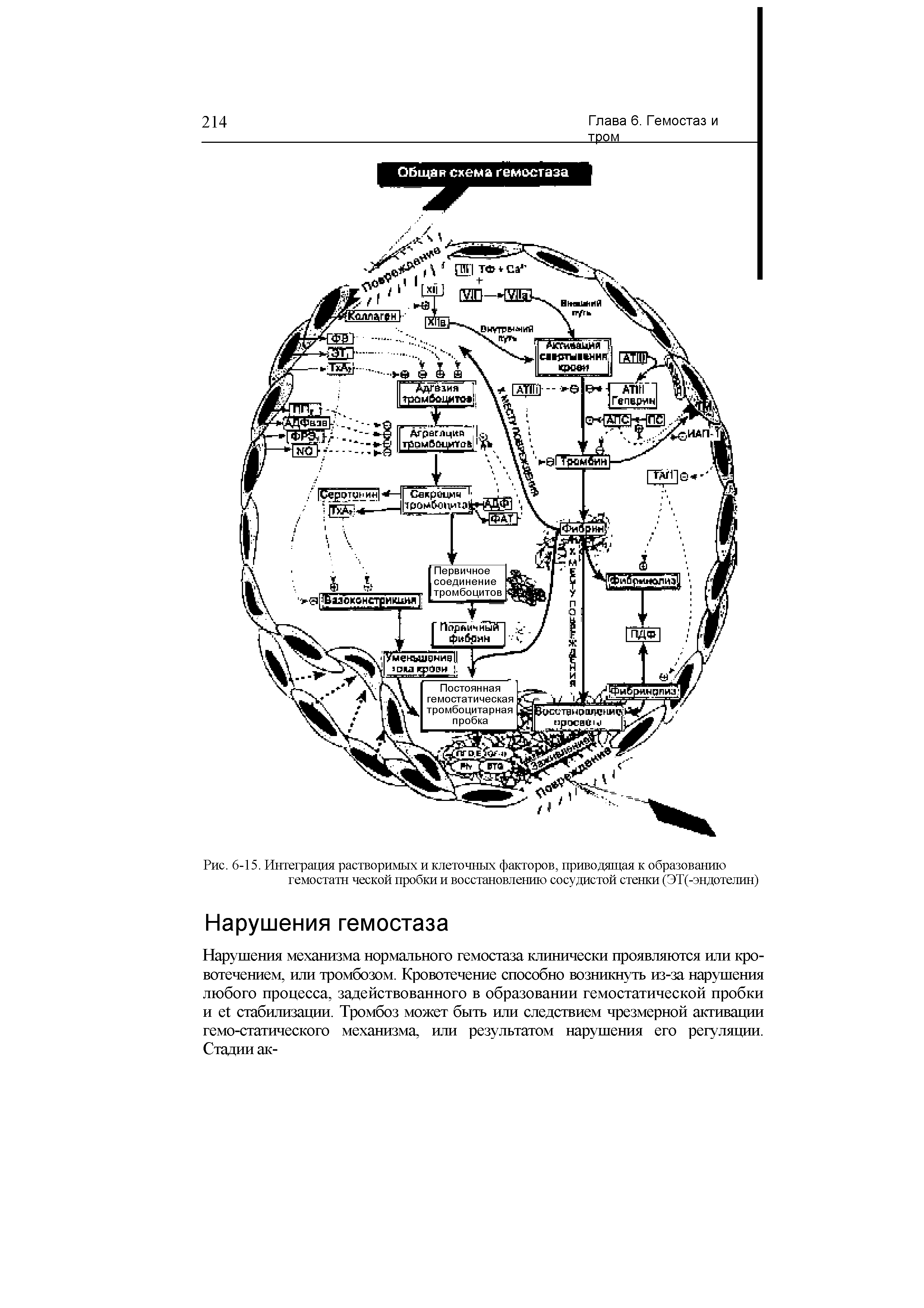 Рис. 6-15. Интеграция растворимых и клеточных факторов, приводящая к образованию гемостатн ческой пробки и восстановлению сосудистой стенки (ЭТ(-эндотелин)...
