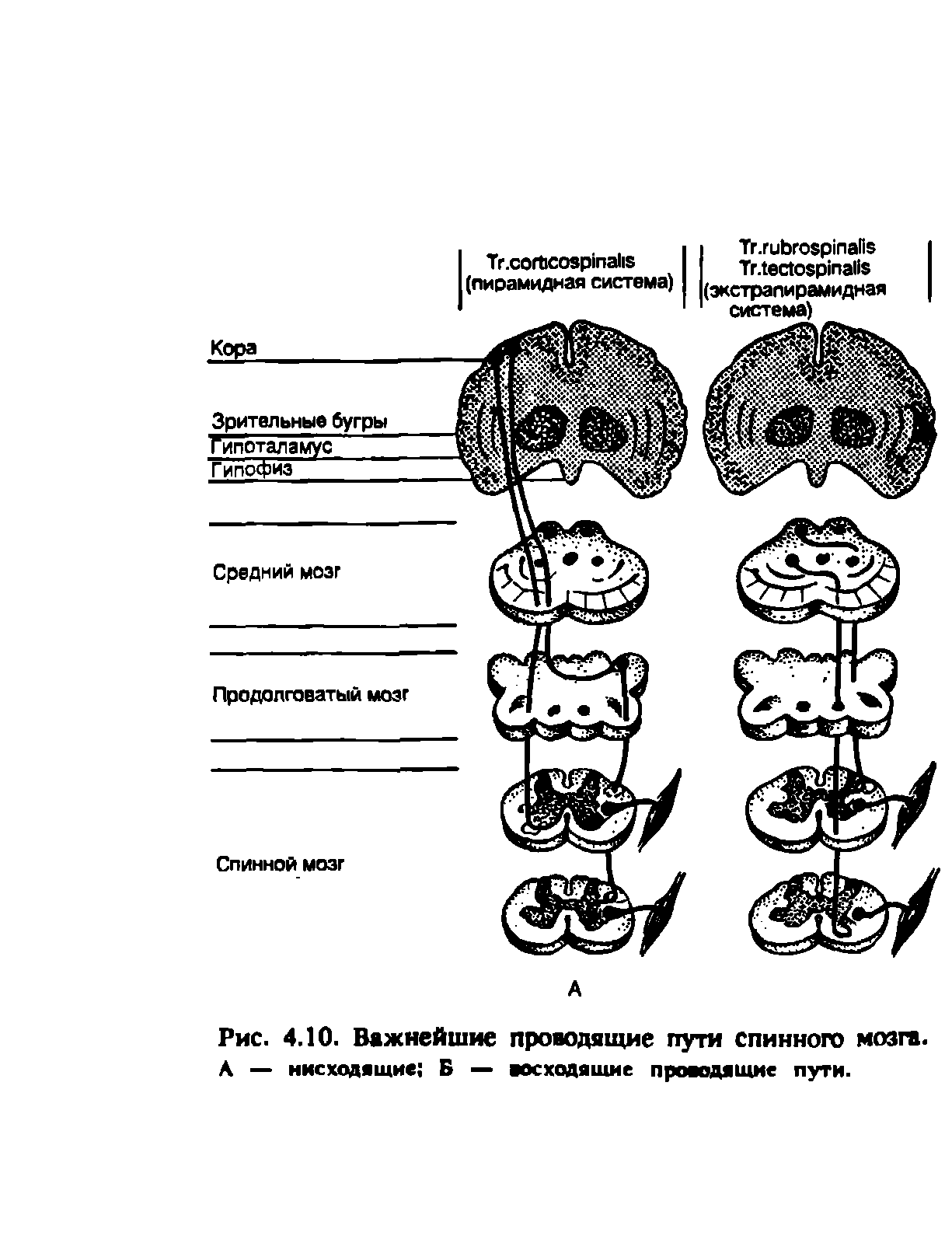 Рис. 4.10. Важнейшие проводящие пути спинного мозга. А — нисходящие Б — восходящие проводящие пути.
