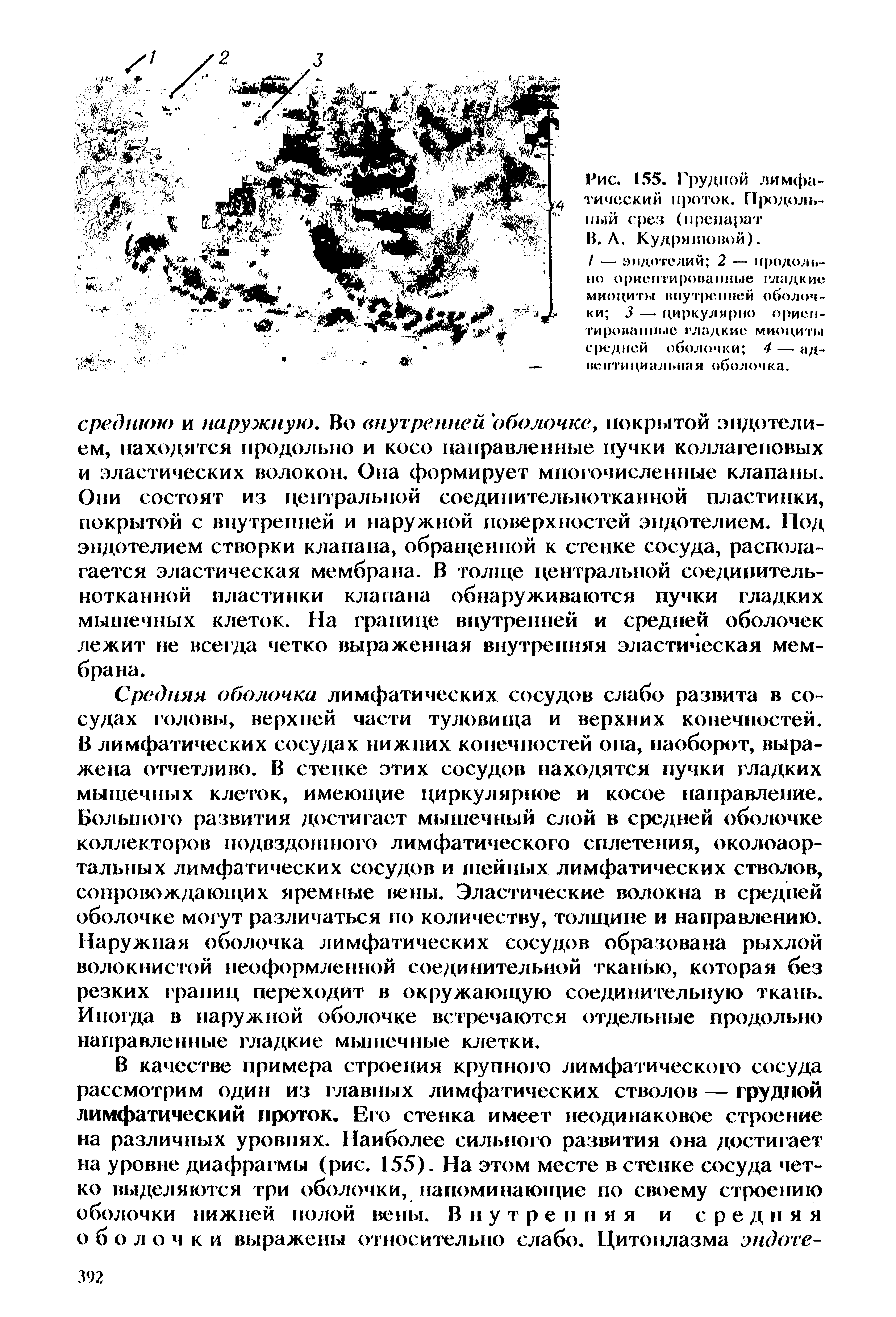 Рис. 155. Грудной лимфатический проток. Продольный срез (препарат...