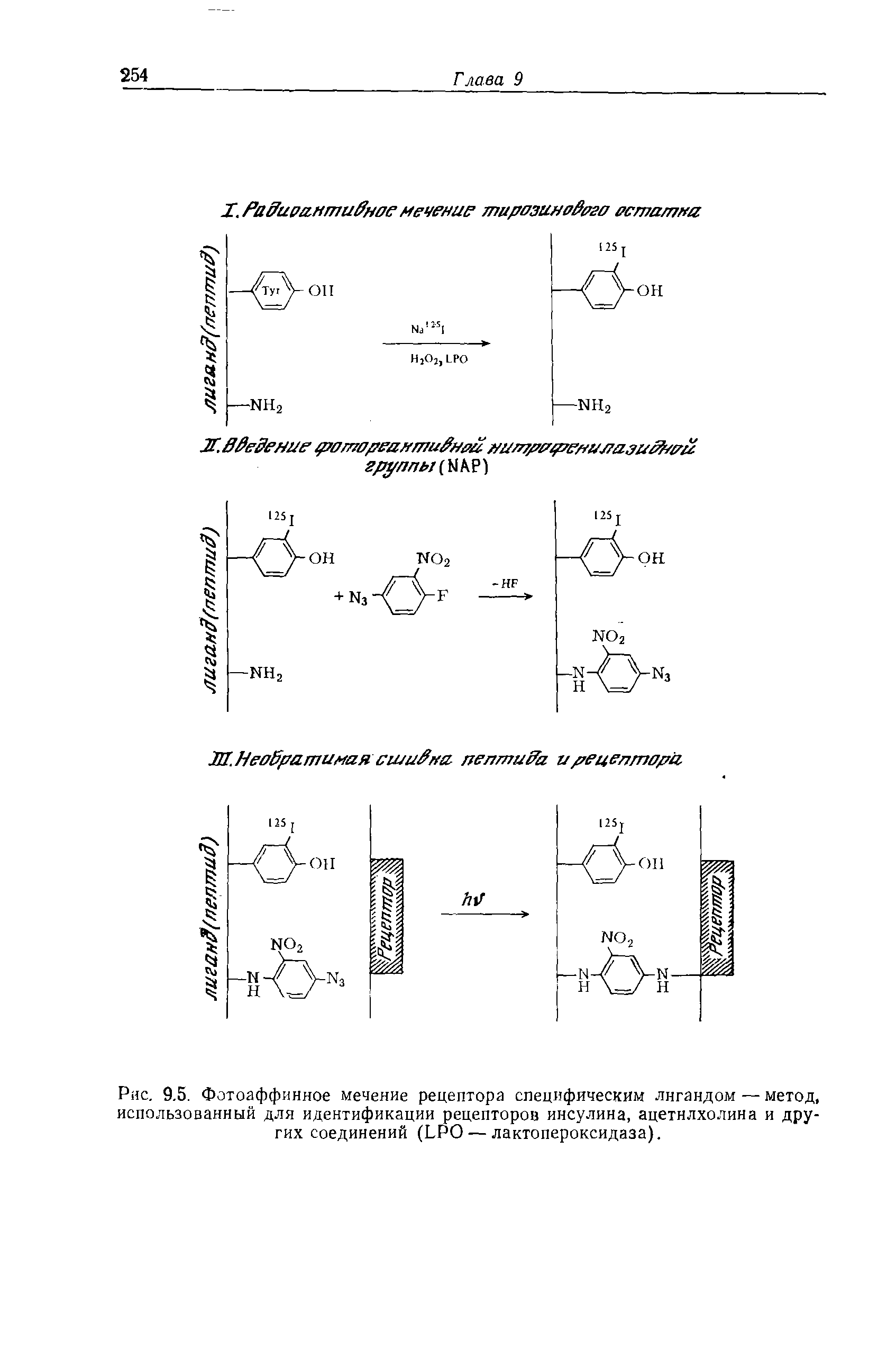 Рис. 9.5. Фотоаффинное мечение рецептора специфическим лигандом — метод, использованный для идентификации рецепторов инсулина, ацетилхолина и других соединений (ЬРО — лактопероксидаза).