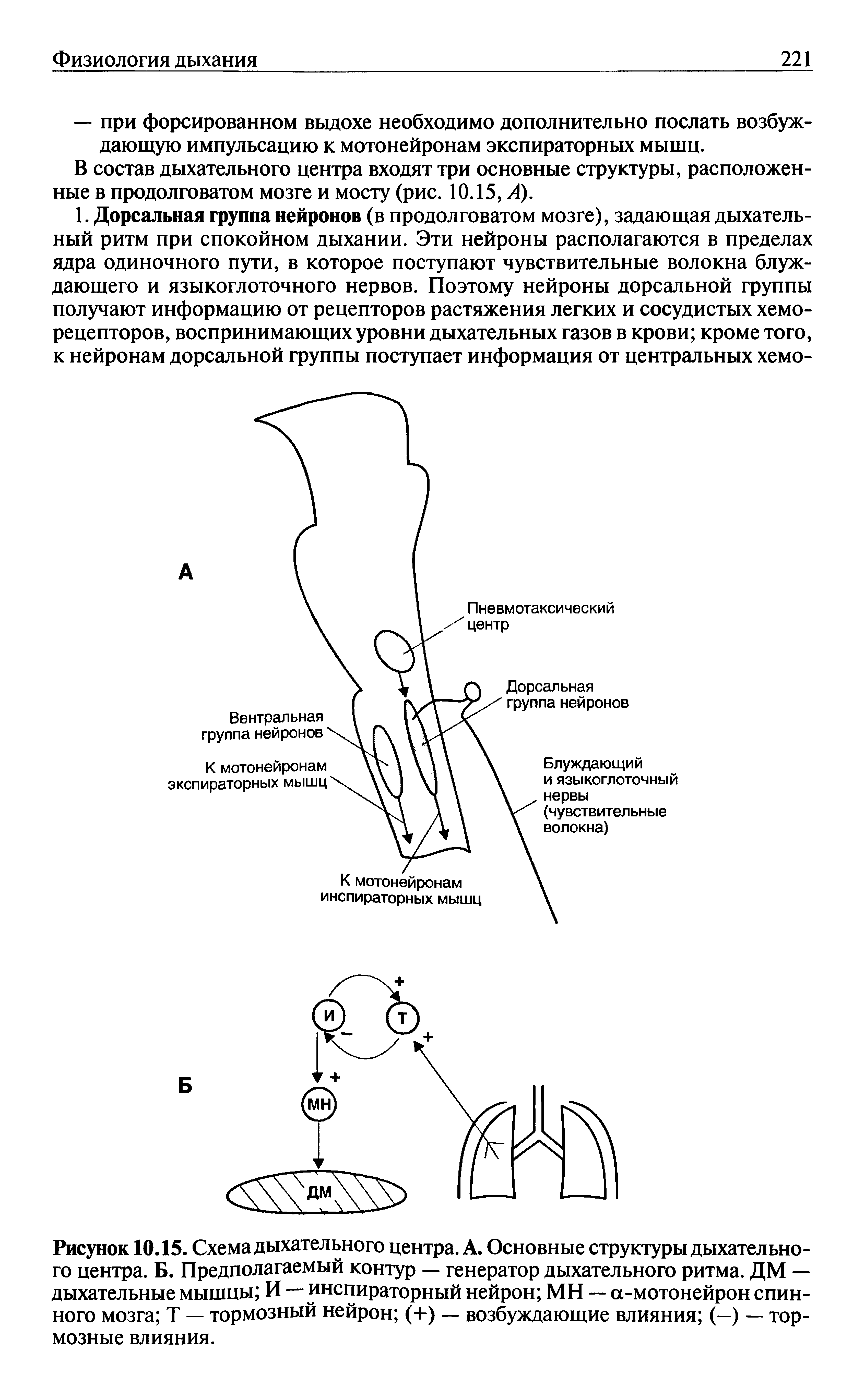 Рисунок 10.15. Схема дыхательного центра. А. Основные структуры дыхательного центра. Б. Предполагаемый контур — генератор дыхательного ритма. ДМ — дыхательные мышцы И — инспираторный нейрон МН — а-мотонейрон спинного мозга Т — тормозный нейрон (+) — возбуждающие влияния (—) — тормозные влияния.