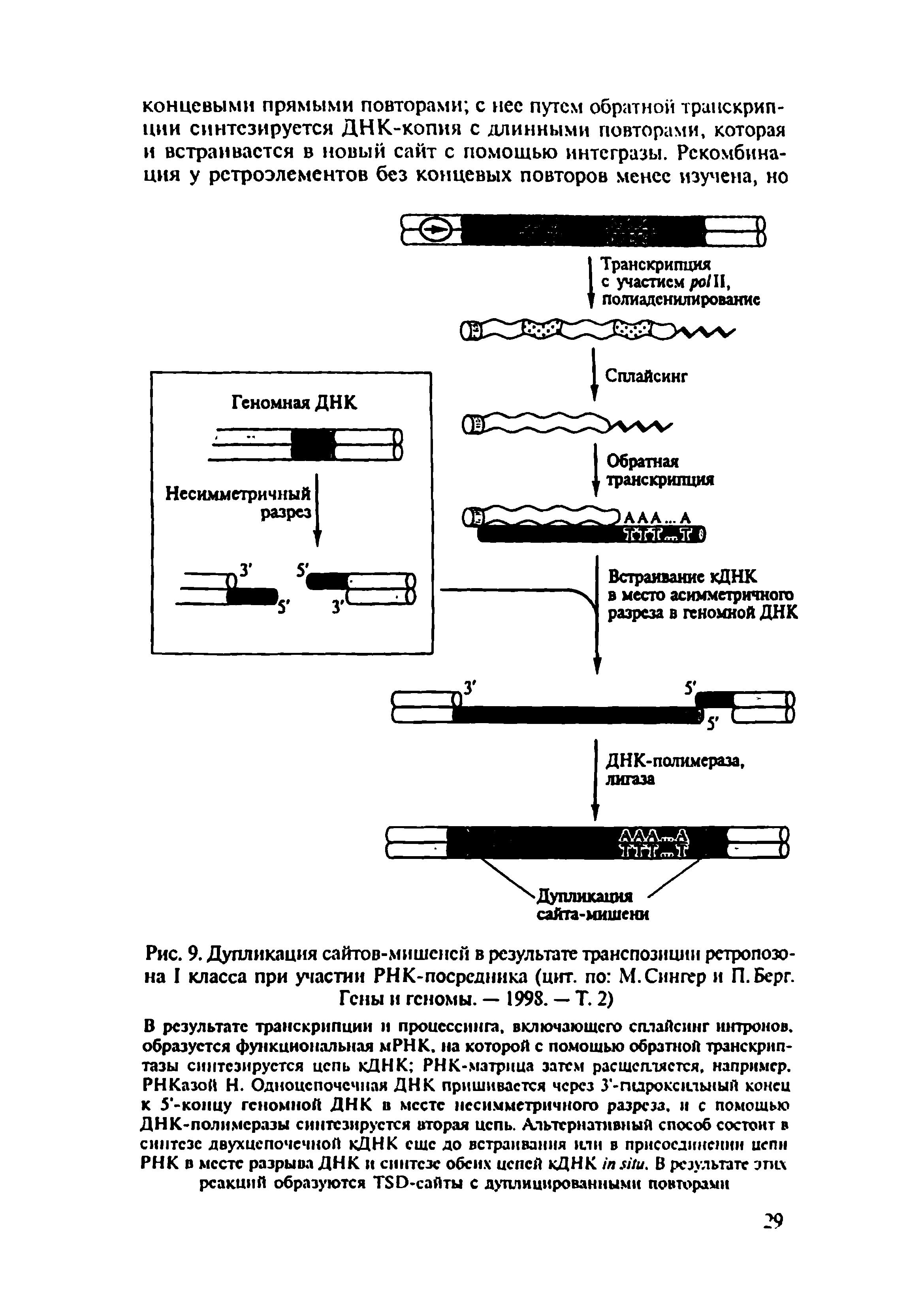 Рис. 9. Дупликация сайтов-мишенсй в результате транспозиции ретропозо-на I класса при участии РНК-посрсдника (цит. по М. Сингер и П.Берг. Гены и геномы. — 1998. — Т. 2)...