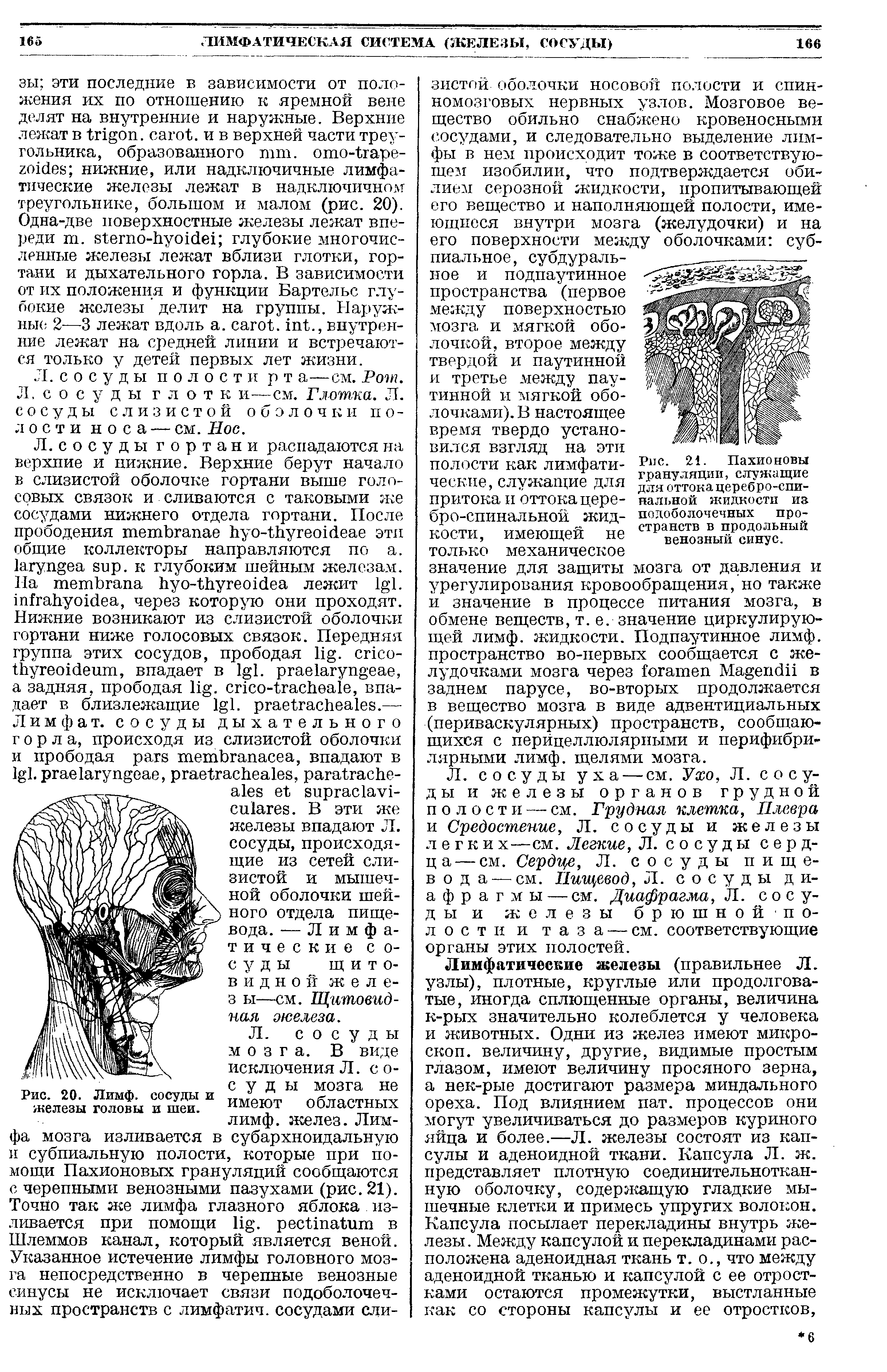 Рис. 21. Пахионовы грануляции, служащие для оттока церебро-спи-нальной жидкости из подоболочечных пространств в продольный венозный синус.