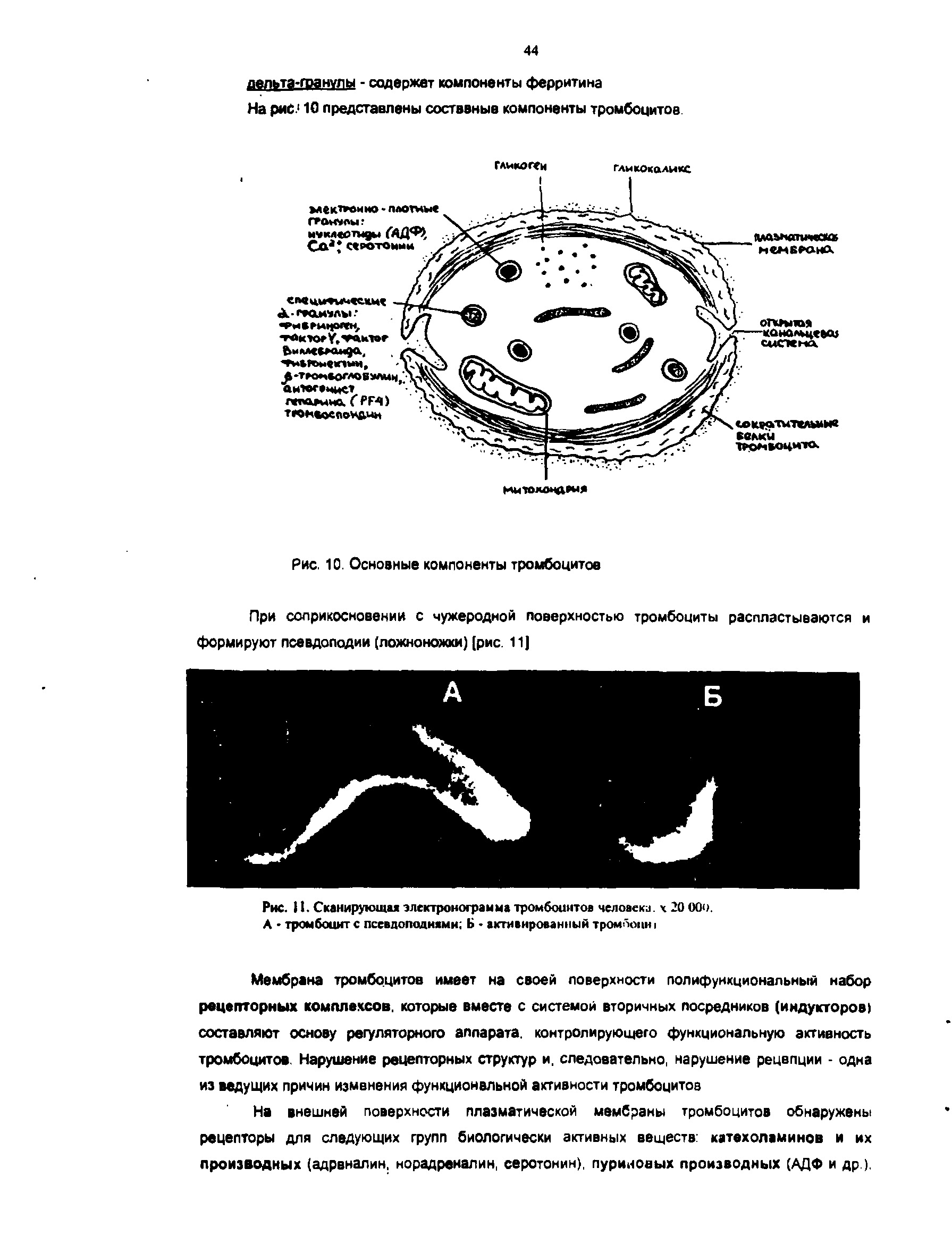 Рис. 11. Сканирующая электронограмматромбоцитов человека. ч 20 ООо. А тромбоцит с псевдоподиями Б активированный тромоопи I...