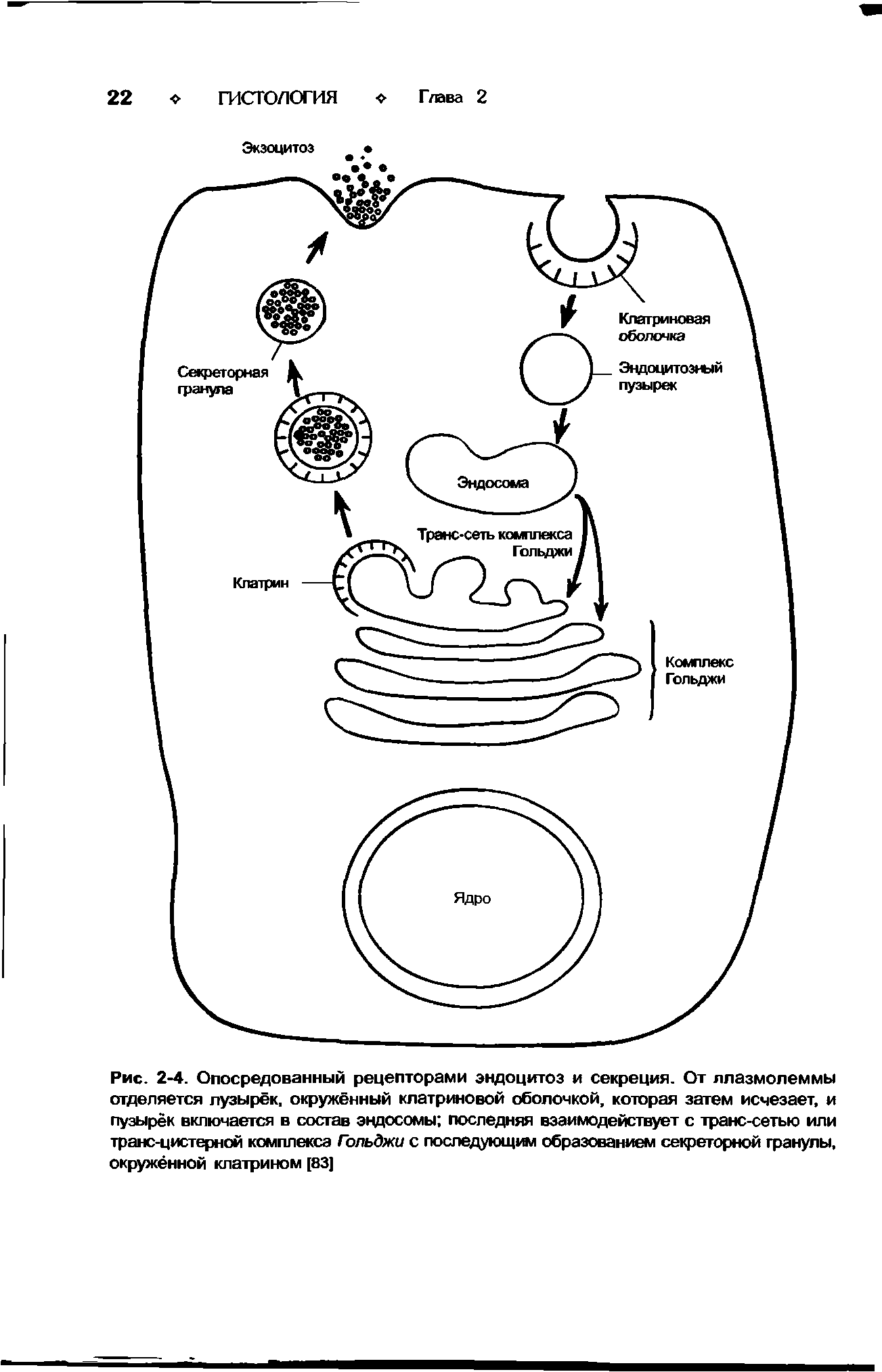 Рис. 2-4. Опосредованный рецепторами эндоцитоз и секреция. От ллазмолеммы отделяется пузырёк, окружённый клатрютовой оболочкой, которая затем исчезает, и пузырек включается в состав эндосомы последняя взаимодействует с транс-сетью или транс-цистерной комплекса Гольджи с последующа образованием секреторной гранулы, окружённой клатрином [83]...