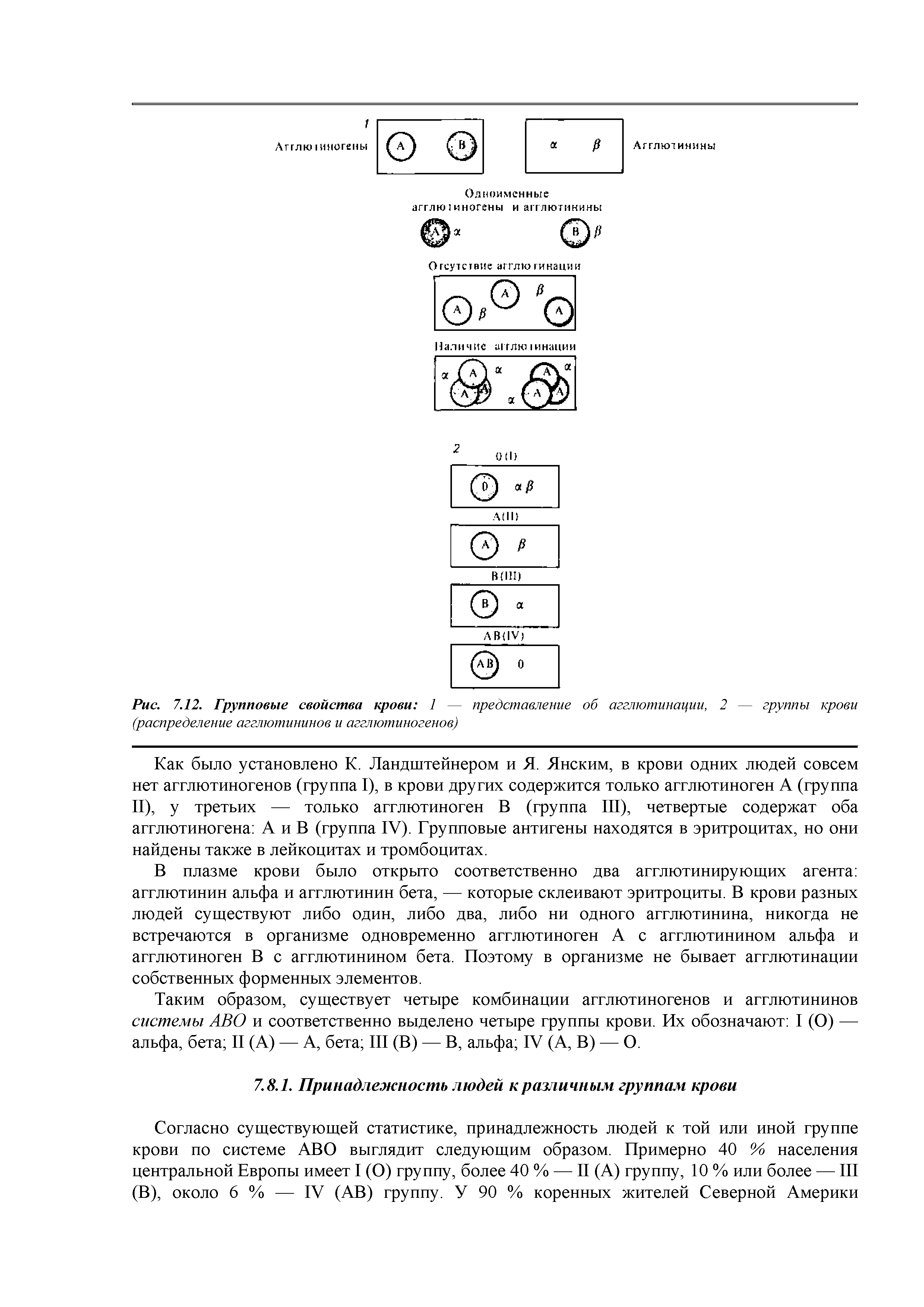 Рис. 7.12. Групповые свойства крови 1 — представление об агглютинации, 2 — группы крови (распределение агглютининов и агглютиногенов)...