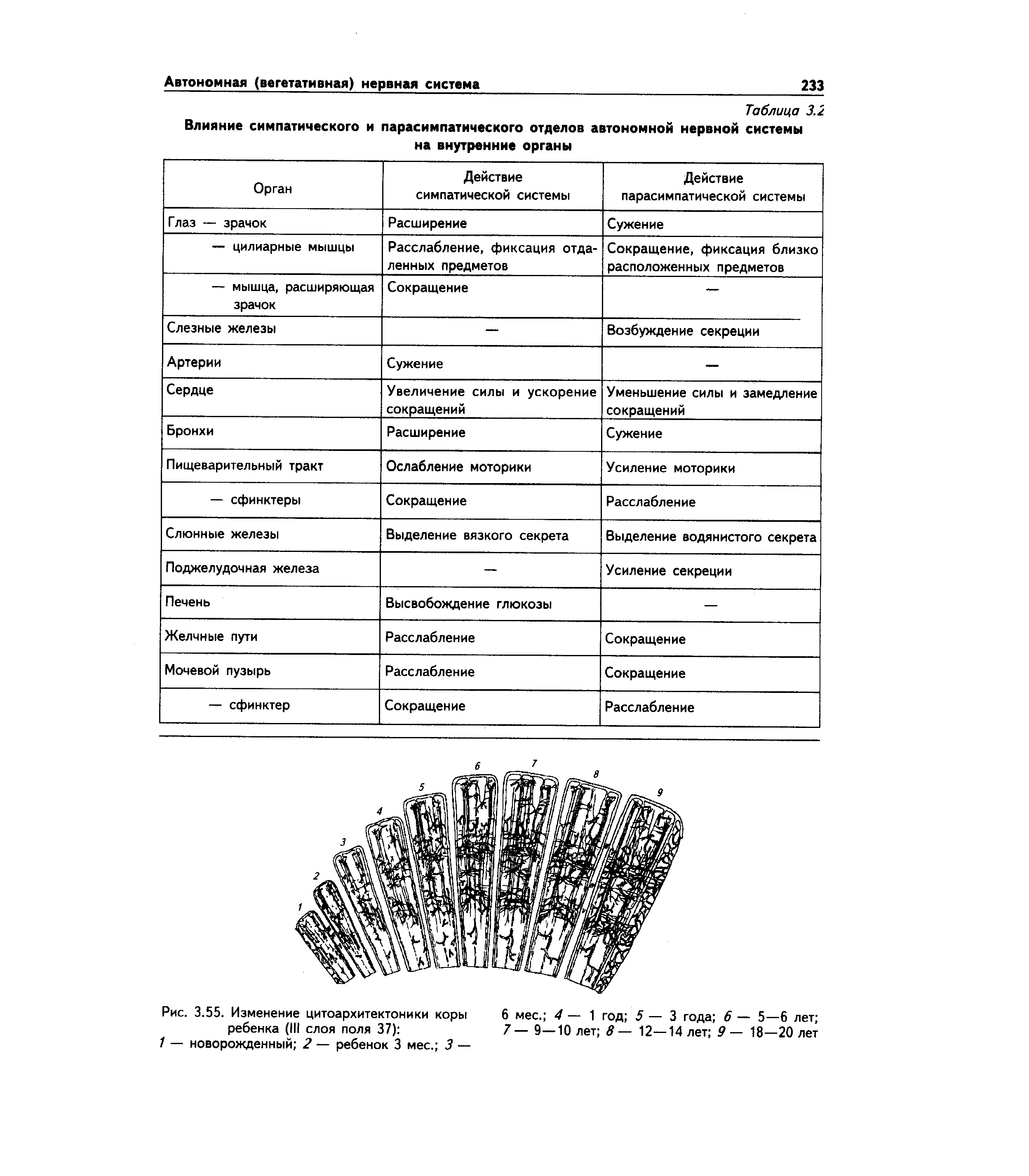 Рис. 3.55. Изменение цитоархитектоники коры ребенка (III слоя поля 37) ...