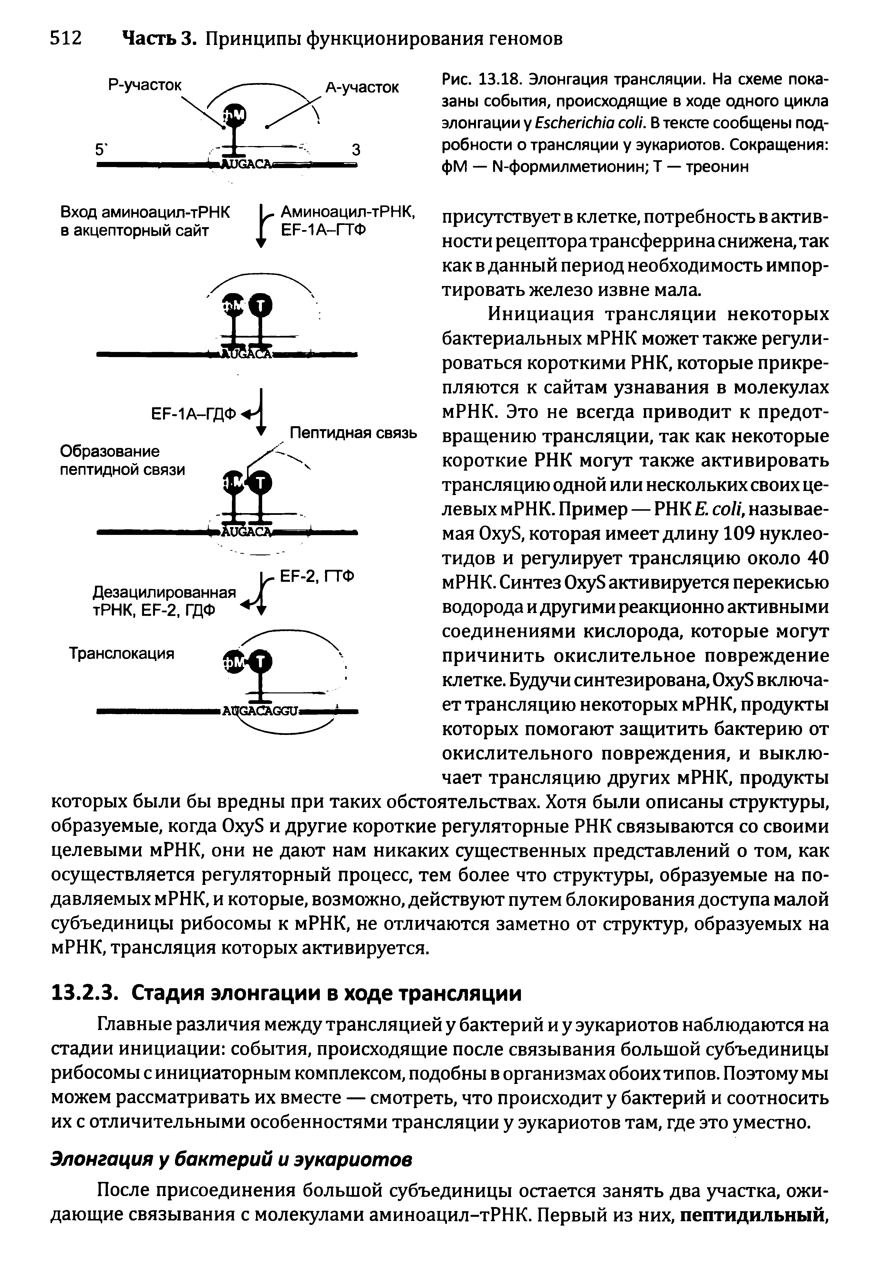 Рис. 13.18. Элонгация трансляции. На схеме показаны события, происходящие в ходе одного цикла элонгации у E . В тексте сообщены подробности о трансляции у эукариотов. Сокращения фМ — N-формилметионин Т — треонин...