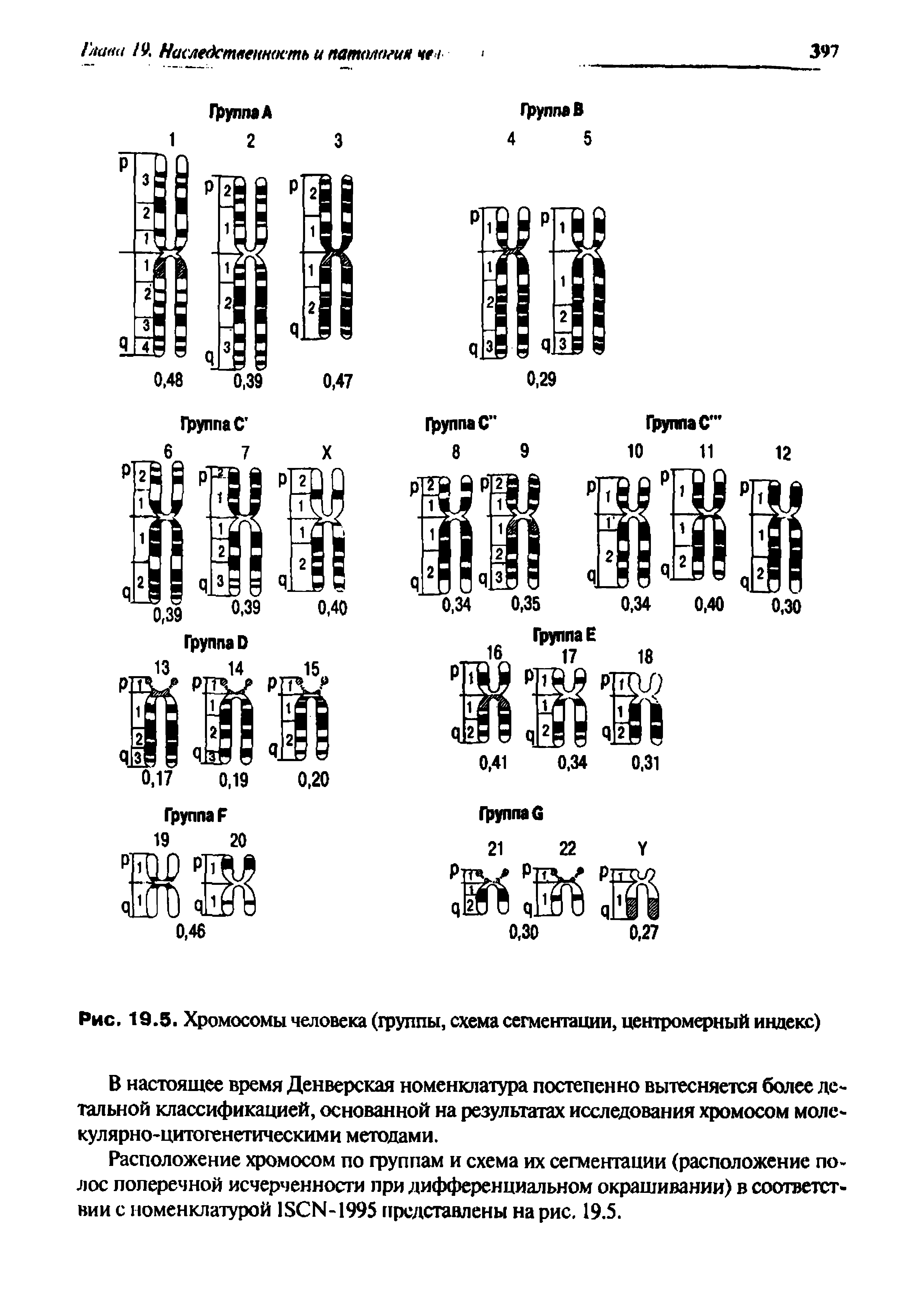 Рис. 19.5. Хромосомы человека (группы, схема сегментации, центромерный индекс)...