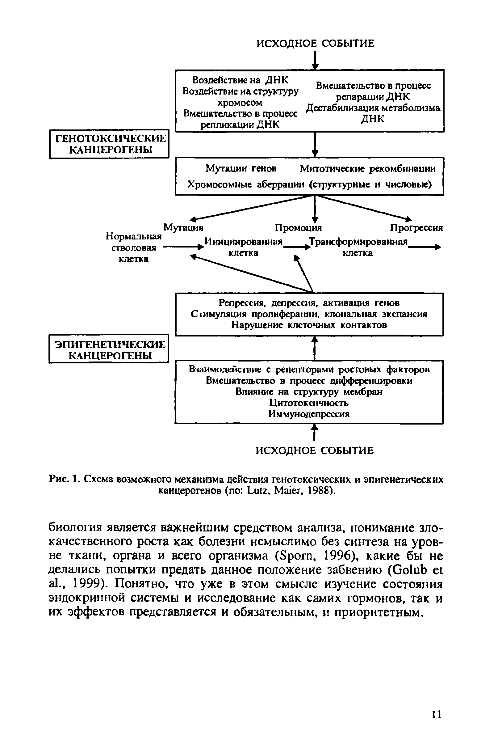 Рис. 1. Схема возможного механизма действия генотоксических и эпигенетических канцерогенов (по L , M , 1988).