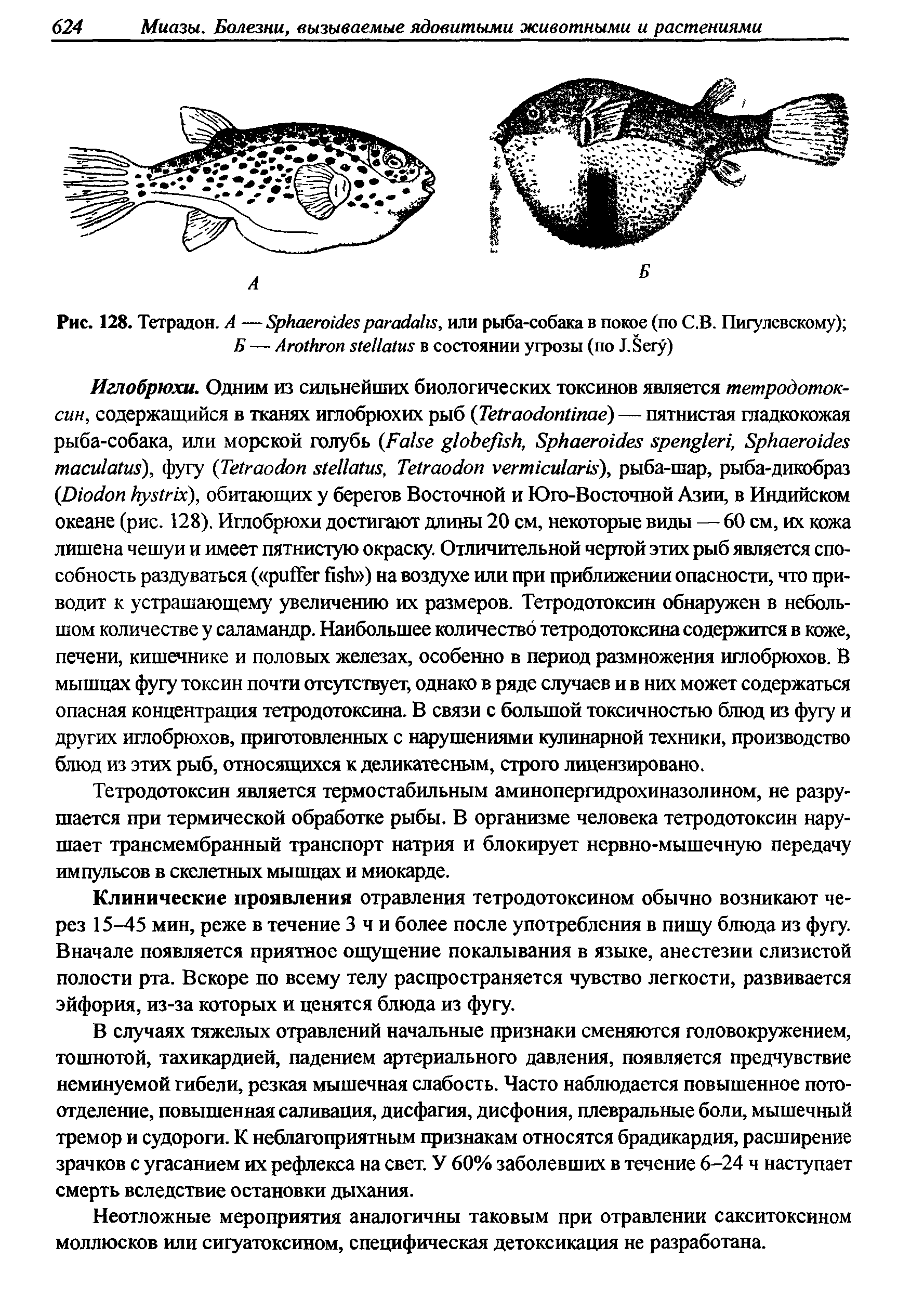 Рис. 128. Тетрадой. А — S , или рыба-собака в покое (по С.В. Пигулевскому) Б — A в состоянии угрозы (по J.S )...