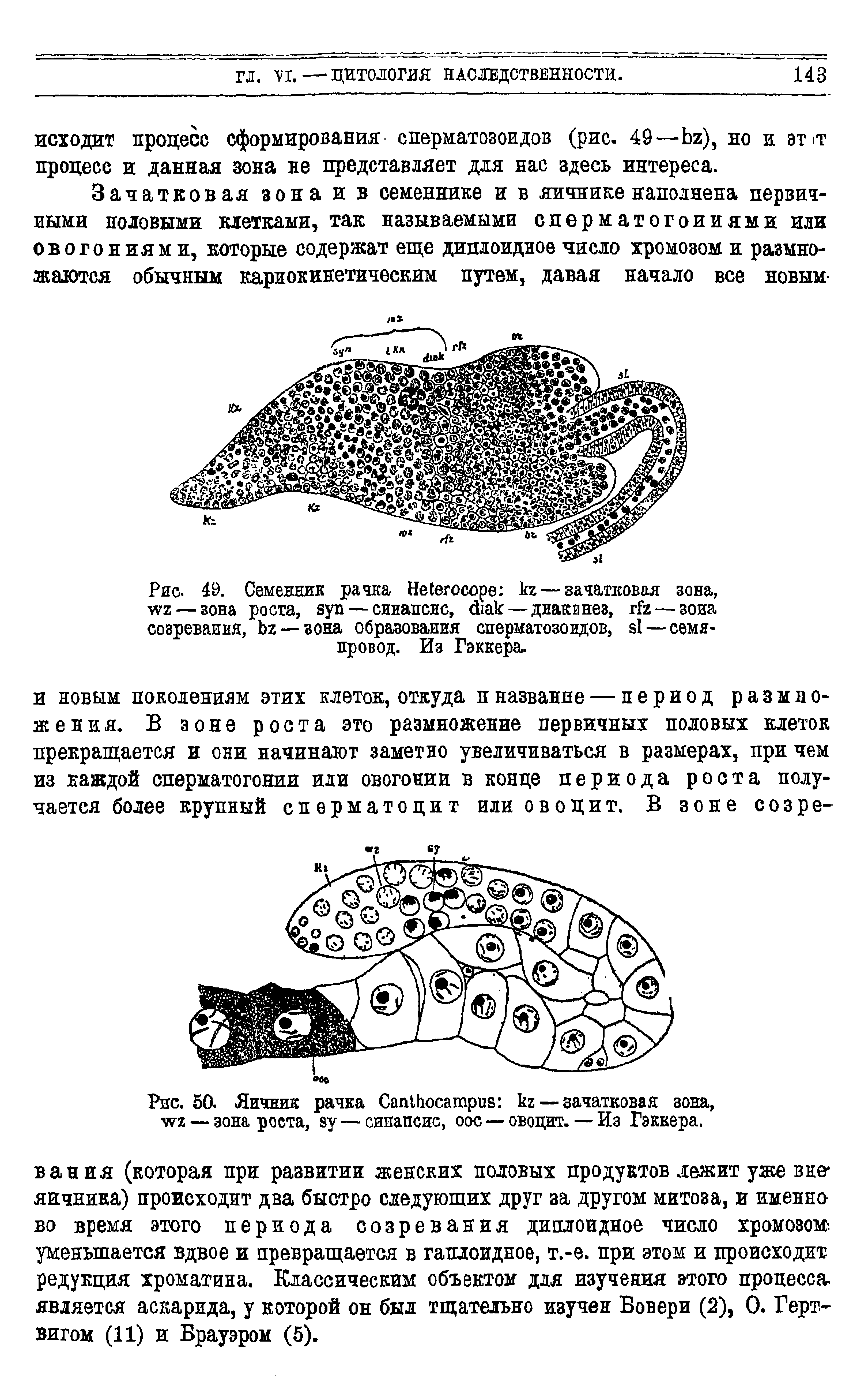 Рис. 49. Семенник рачка Не1егосоре кг — зачатковая зона, — зона роста, аул — синапсис, (Пак — диакинез, гГг— зона созревания, Ьг— зона образования сперматозоидов, б1 — семяпровод. Из Гэккера.