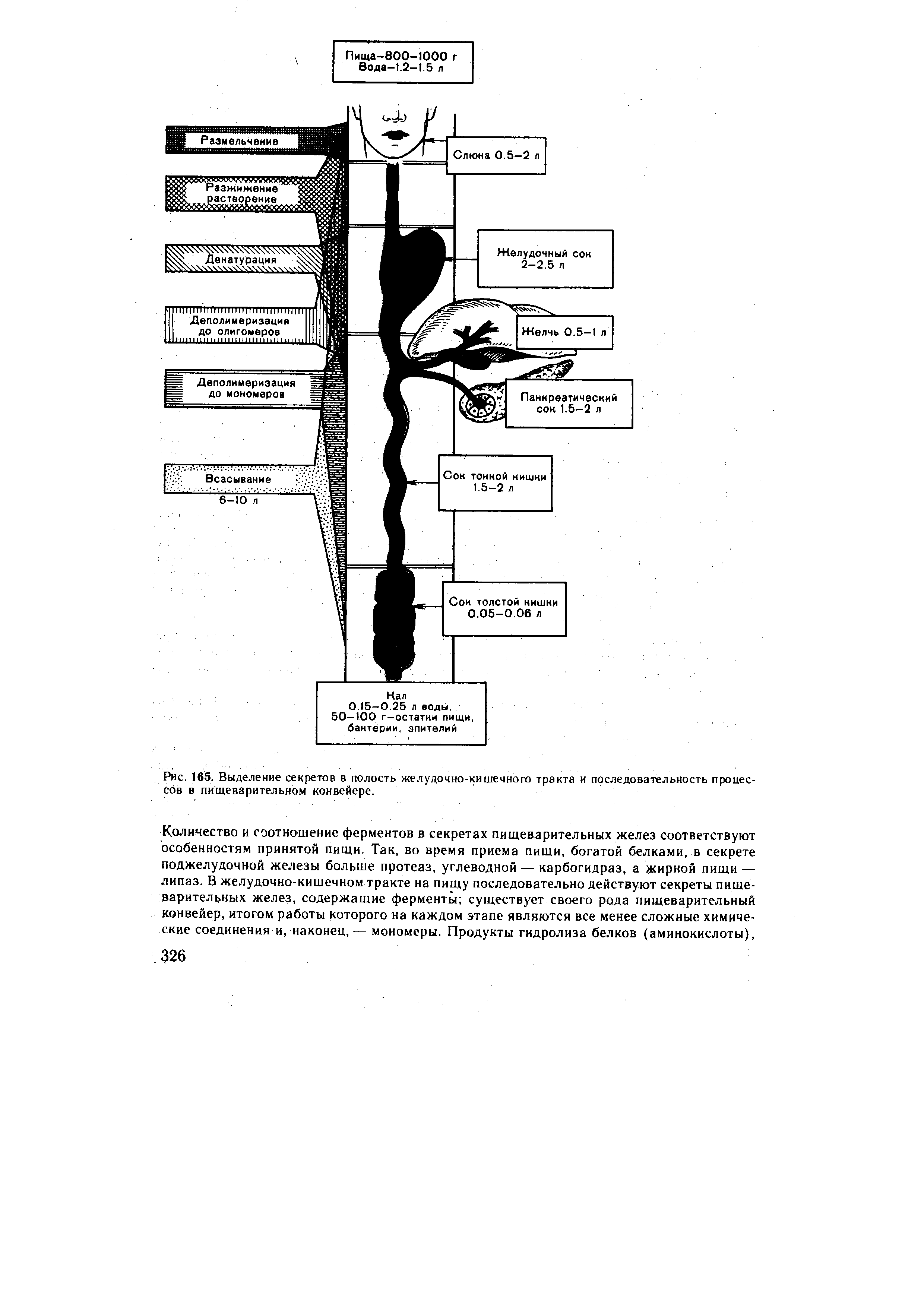 Рис. 165. Выделение секретов в полость желудочно-кишечного тракта и последовательность процессов в пищеварительном конвейере.