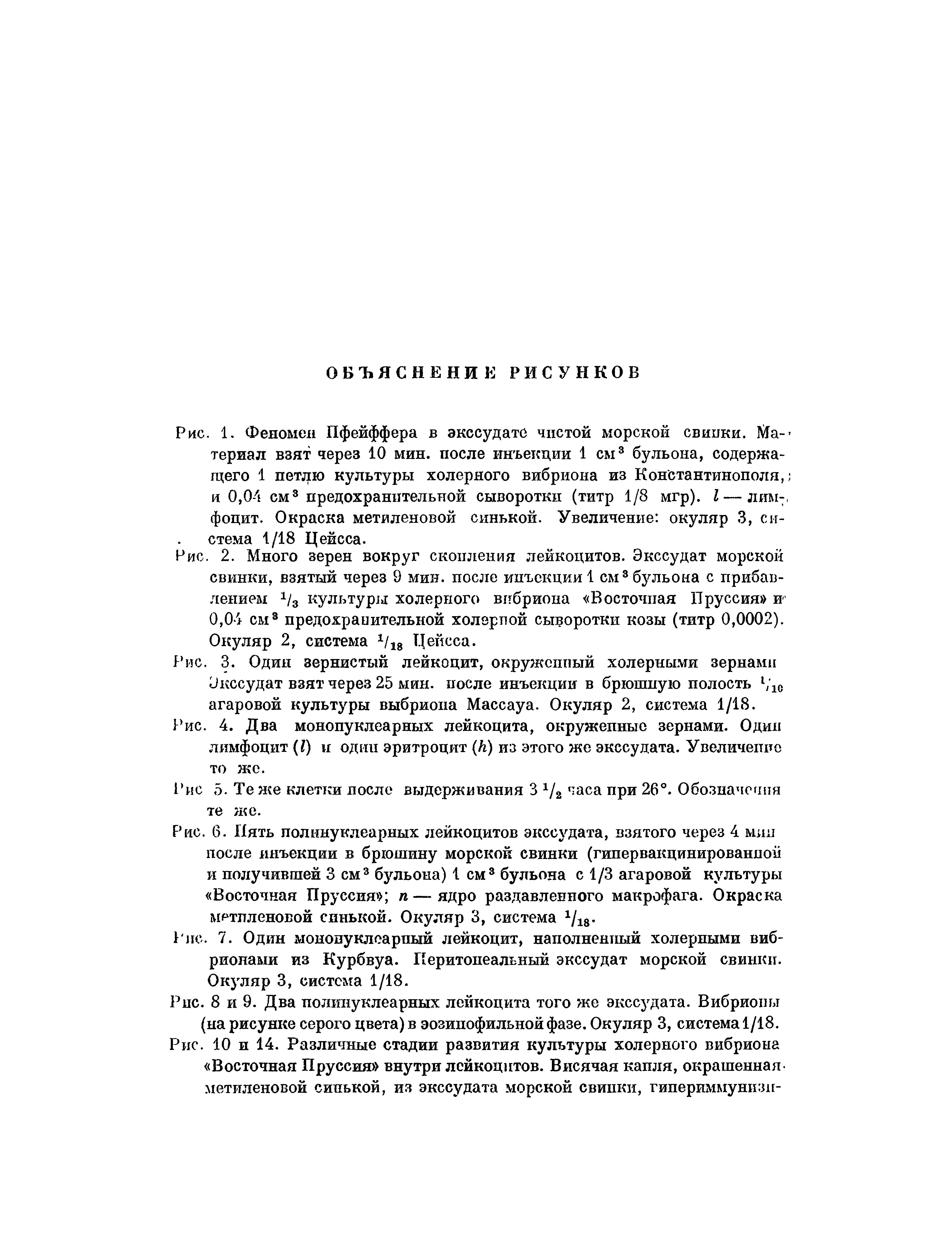 Рис. 4. Два монопуклеарных лейкоцита, окружепные зернами. Один лимфоцит (I) и один эритроцит (/г) из этого же экссудата. Увеличение то же.