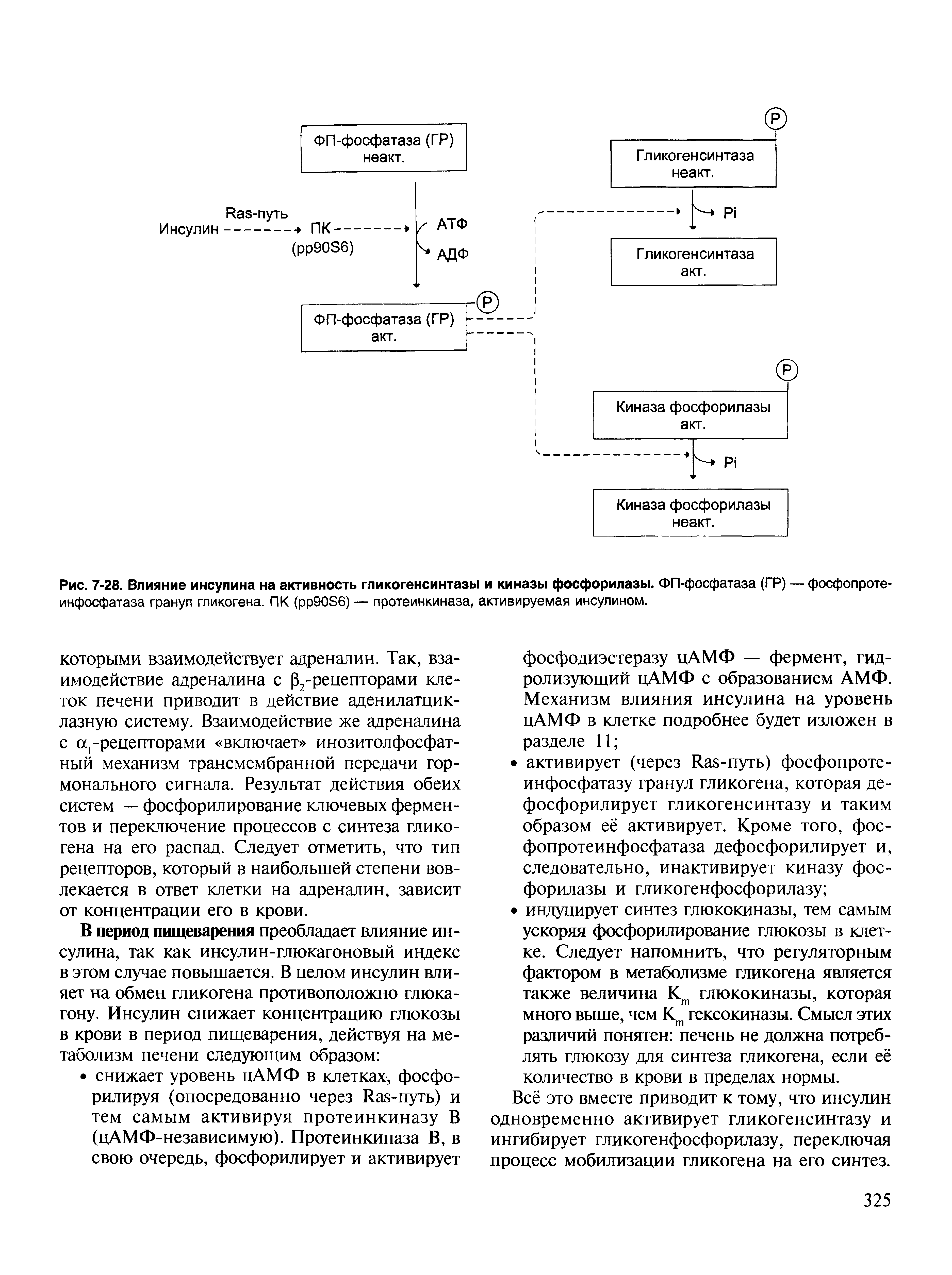 Рис. 7-28. Влияние инсулина на активность гликогенсинтазы и киназы фосфорилазы. ФП-фосфатаза (ГР) — фосфопроте-инфосфатаза гранул гликогена. ПК (ррЭОБб) — протеинкиназа, активируемая инсулином.