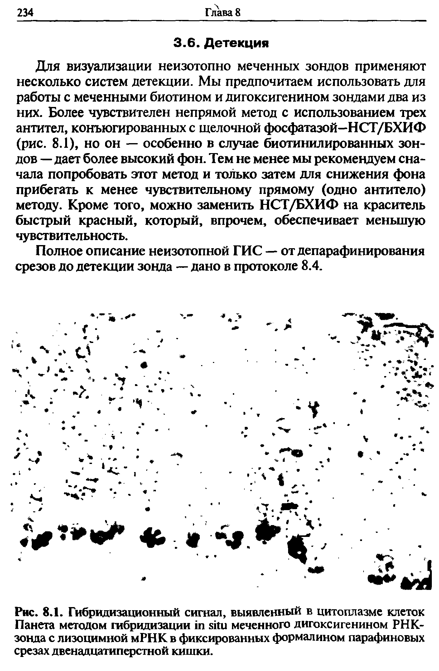 Рис. 8.1. Гибридизационный сигнал, выявленный в цитоплазме клеток Панета методом гибридизации меченного дигоксигенином РНК-зонда с лизоцимной мРНК в фиксированных формалином парафиновых срезах двенадцатиперстной кишки.