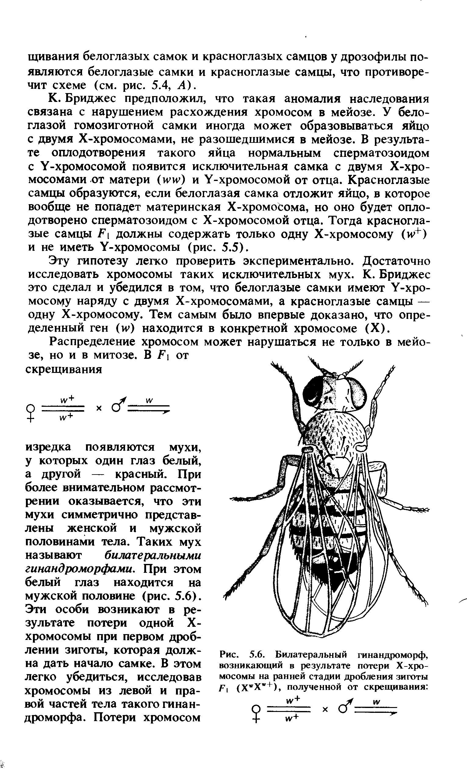 Рис. 5.6. Билатеральный гинандроморф, возникающий в результате потери Х-хро-мосомы на ранней стадии дробления зиготы Г (Х Х +), полученной от скрещивания ...