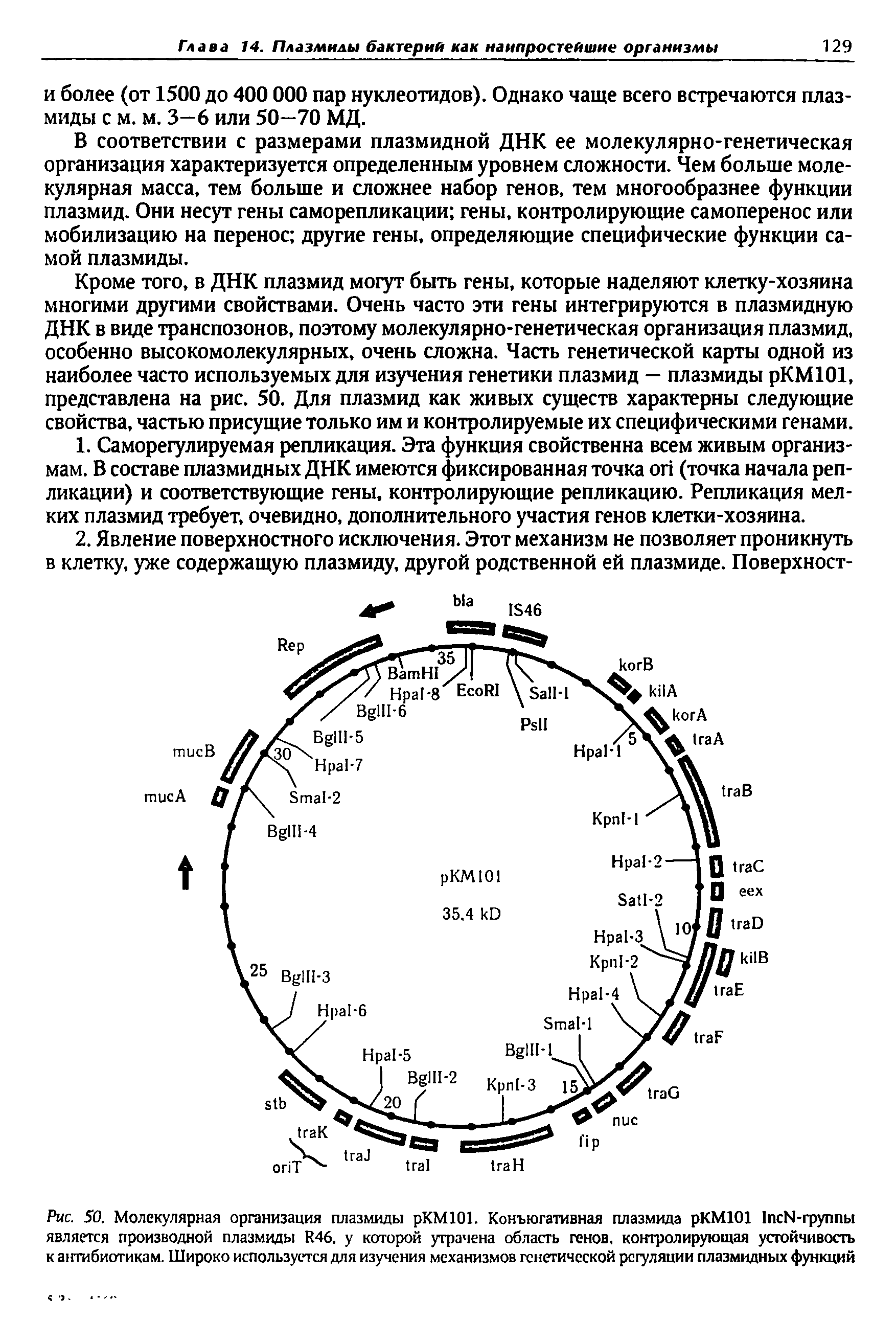 Рис. 50. Молекулярная организация плазмиды рКМ101. Конъюгативная плазмида рКМ101 1псЫ-группы является производной плазмиды ИДб. у которой утрачена область генов, контролирующая устойчивость к антибиотикам. Широко используется для изучения механизмов генетической регуляции плазмидных функций...