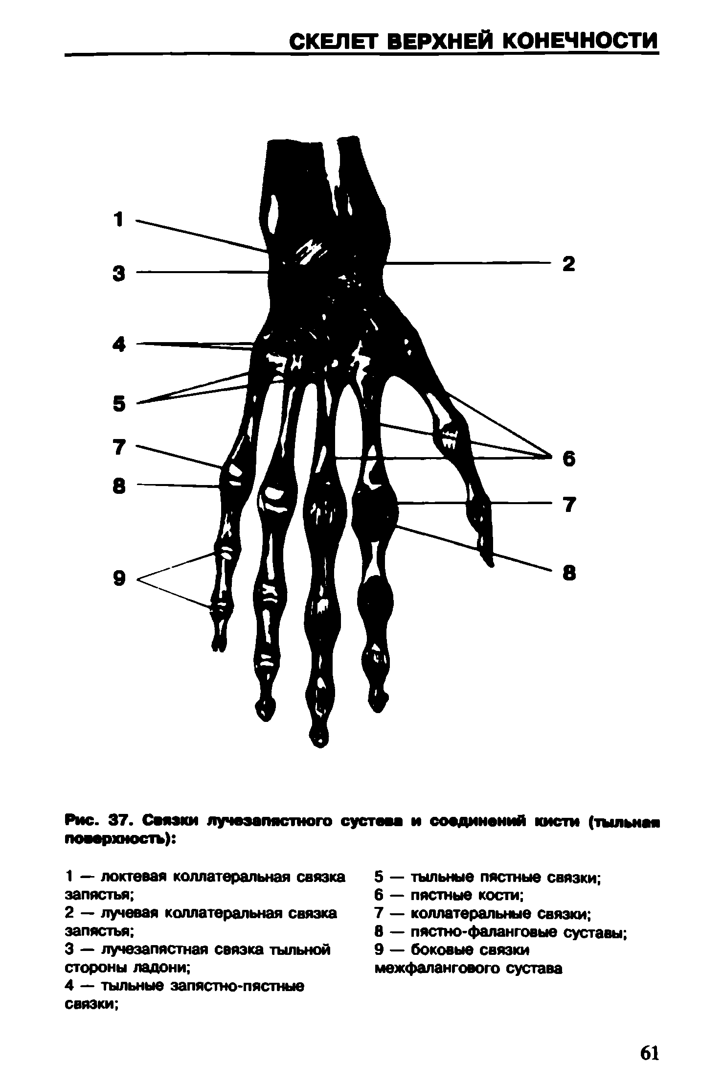 Рис. 37. Связки лучезапястного сустава и соединений кисти (тыльная поверхность) ...