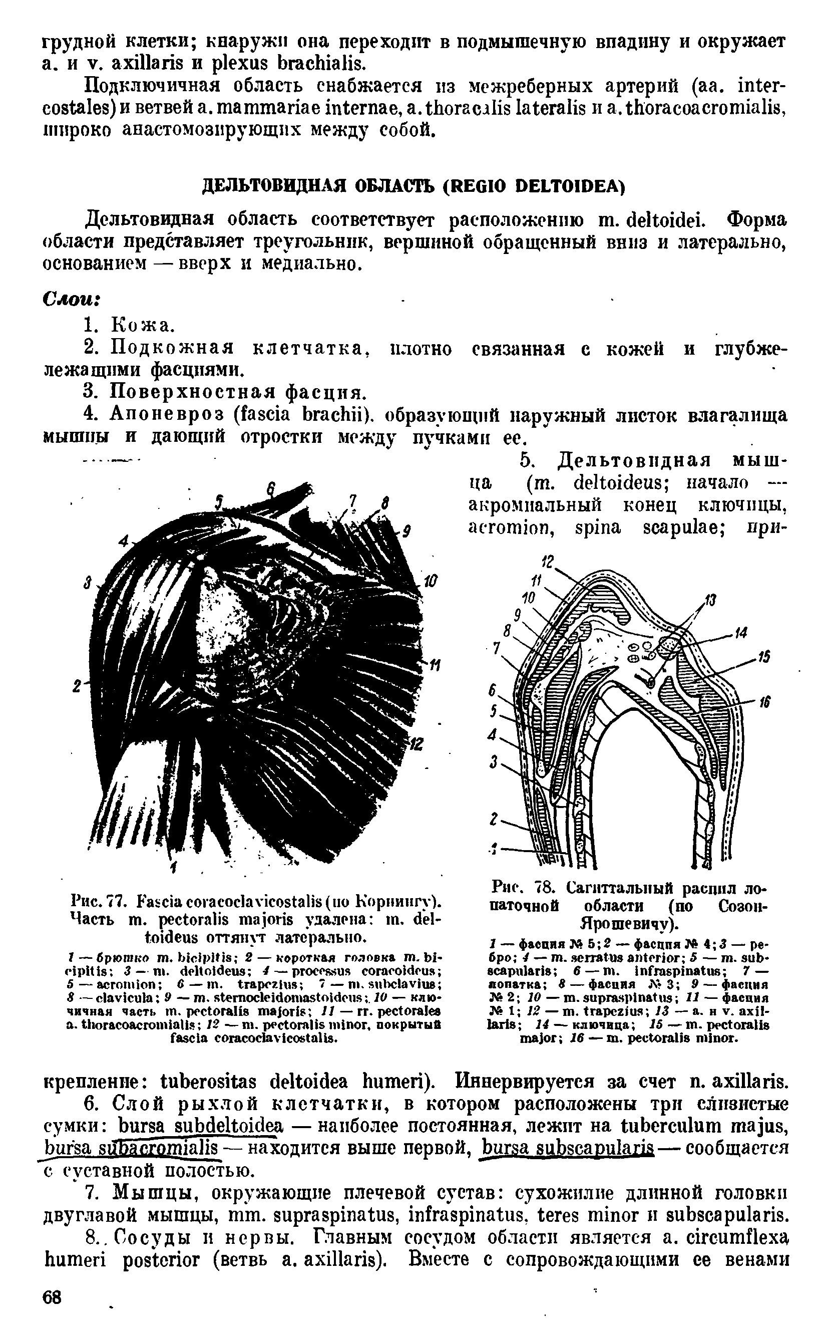 Рис. 78. Сагиттальный распил лопаточной области (по Созон-Ярошевичу).