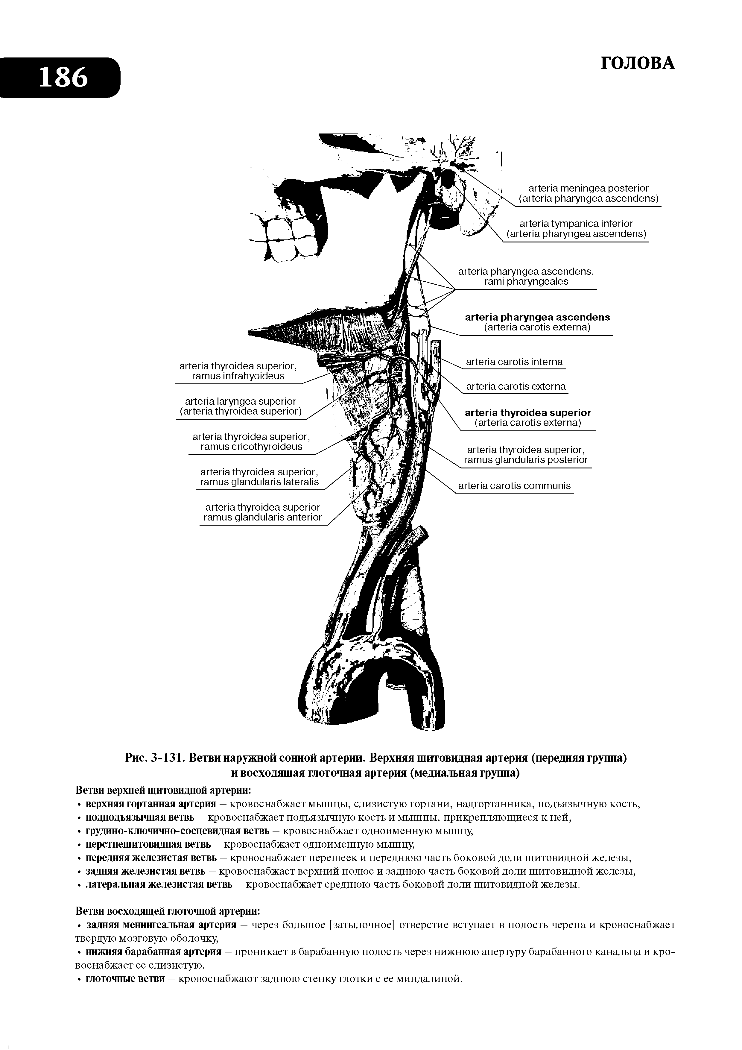 Рис. 3-131. Ветви наружной сонной артерии. Верхняя щитовидная артерия (передняя группа) и восходящая глоточная артерия (медиальная группа)...