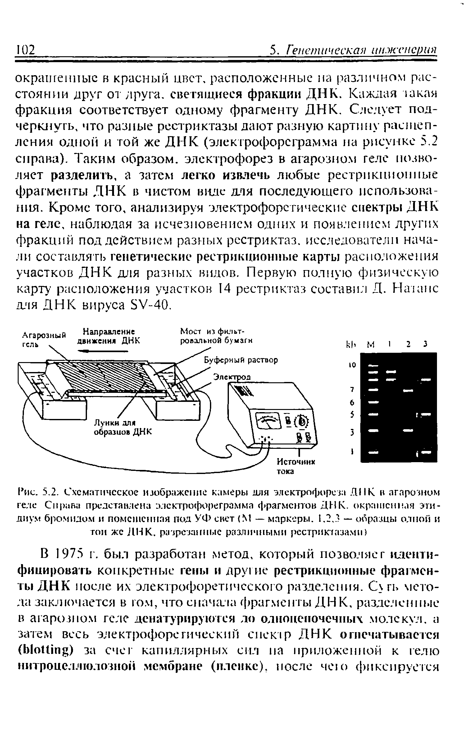 Рис. 5.2. Схематическое изображение камеры для электрофореза ДНК в агарозном геле Справа представлена электрофореграмма фрагментов ДНК. окрашенная эги-диум бромидом и помешенная под УФ свет (М — маркеры. 1.2.3 — образцы одной и тон же ДНК. разрезанные различными рсстриктаза.мп)...