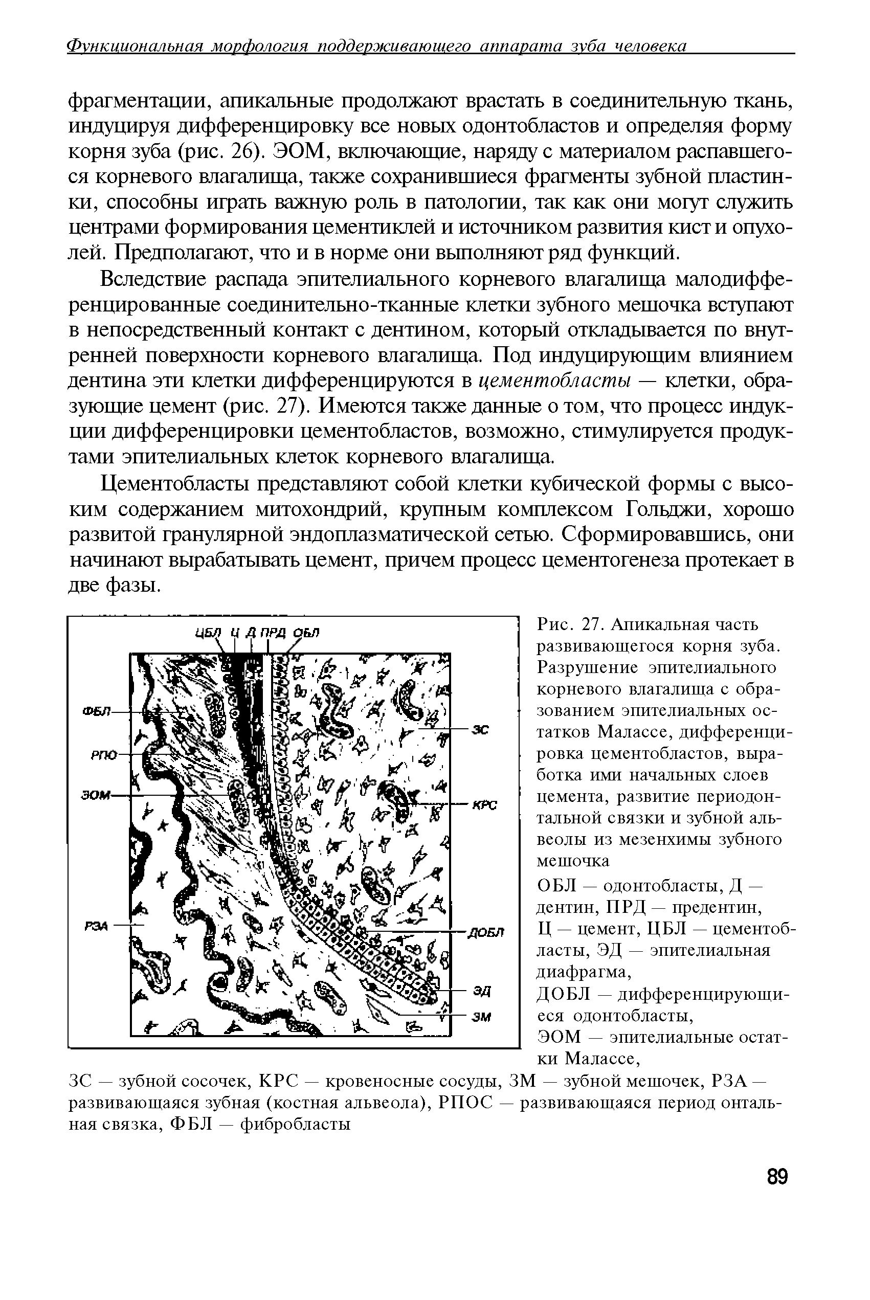 Рис. 27. Апикальная часть развивающегося корня зуба. Разрушение эпителиального корневого влагалища с образованием эпителиальных остатков Малассе, дифференцировка цементобластов, выработка ими начальных слоев цемента, развитие периодонтальной связки и зубной альвеолы из мезенхимы зубного мешочка...