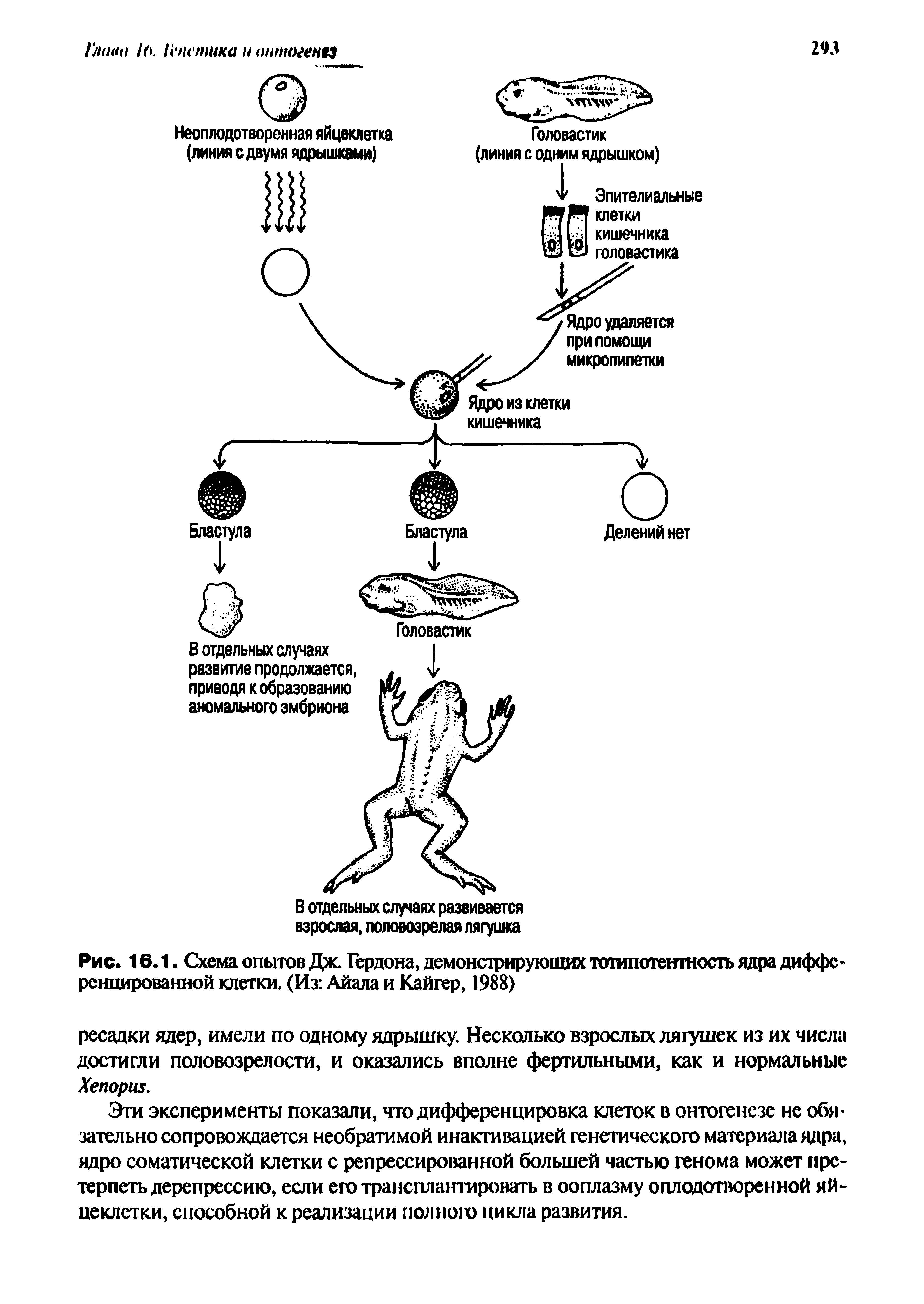 Рис. 16.1. Схема опытов Дж. Гердона, демонстрирующих тотипотентность ядра дифференцированной клетки. (Из Айала и Кайгер, 1988)...