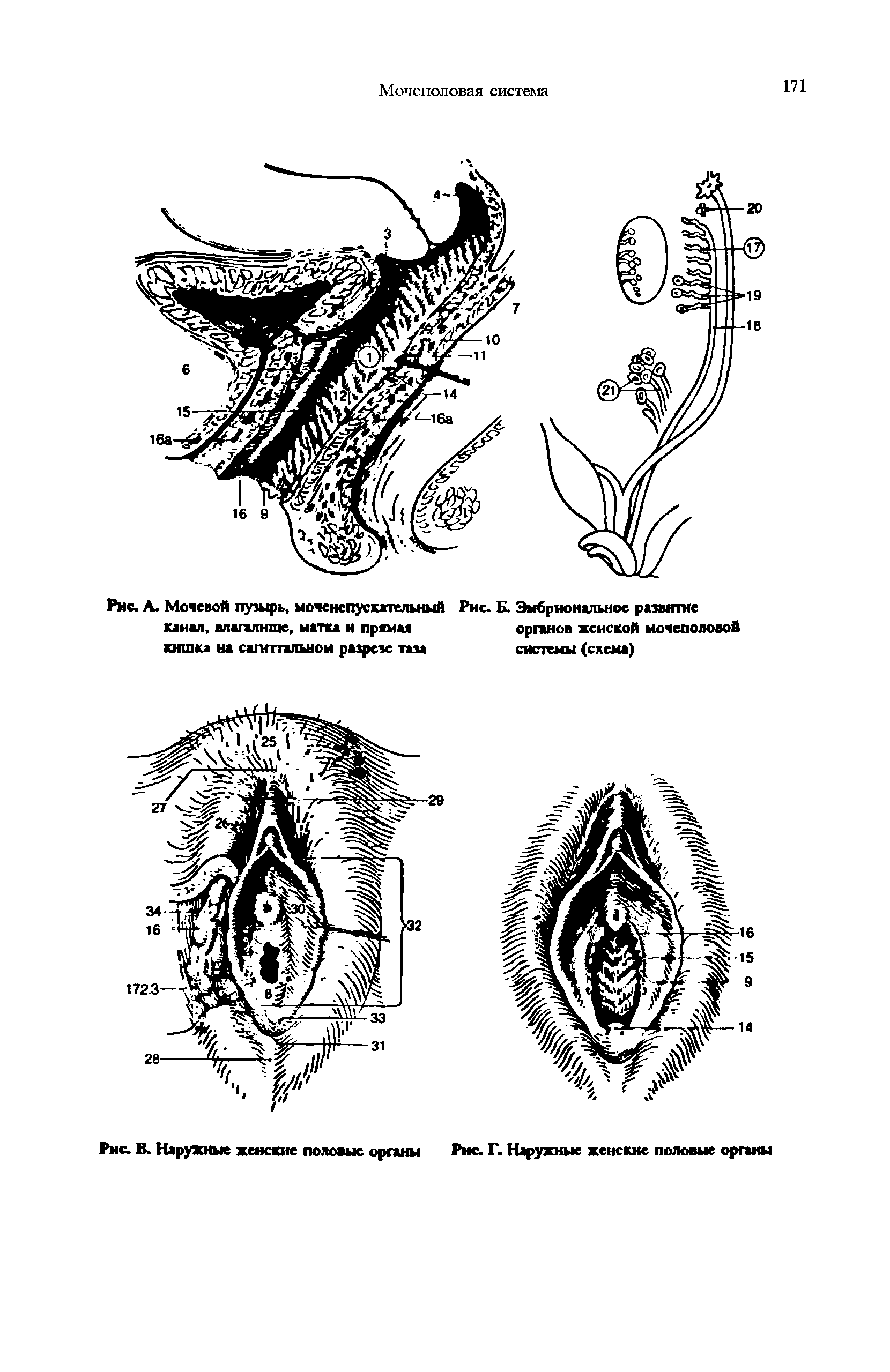 Рис. К Эмбриональное развитие органов хенской мочеполовой системы (схема)...