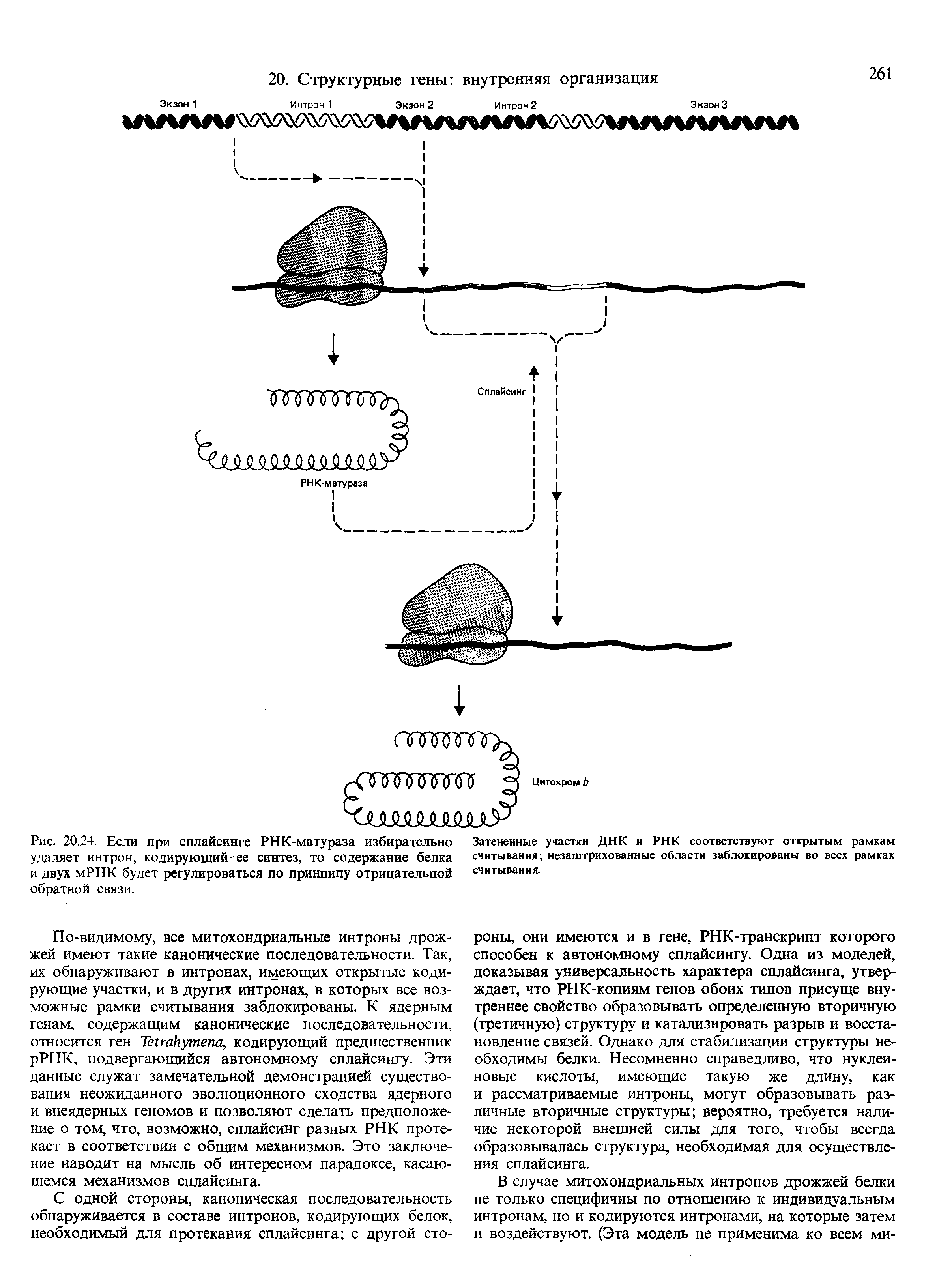 Рис. 20.24. Если при сплайсинге РНК-матураза избирательно удаляет интрон, кодирующий-ее синтез, то содержание белка и двух мРНК будет регулироваться по принципу отрицательной обратной связи.