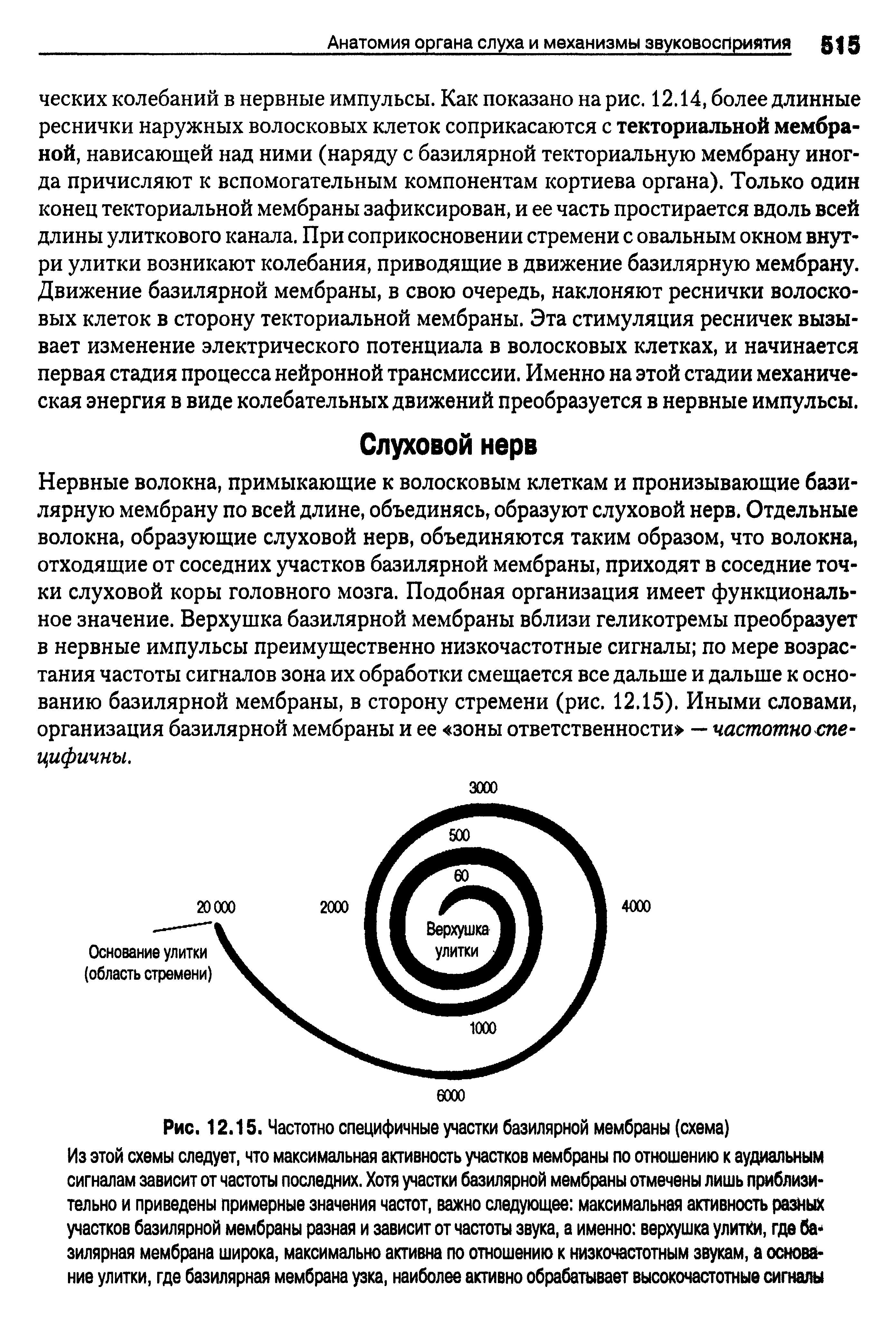 Рис. 12.15. Частотно специфичные участки базилярной мембраны (схема)...