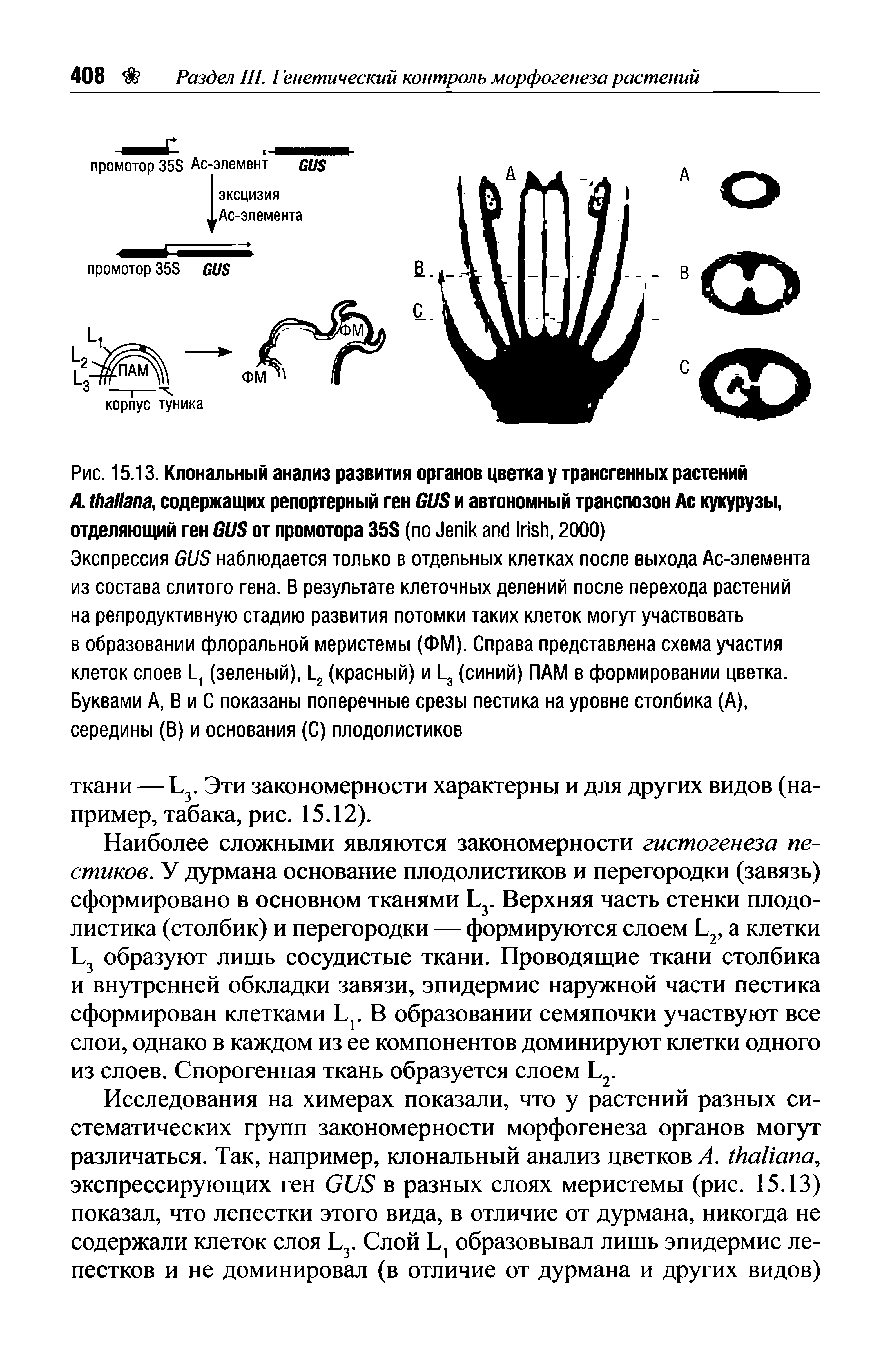 Рис. 15.13. Клональный анализ развития органов цветка у трансгенных растений A. , содержащих репортерный ген GUS и автономный транспозон Ас кукурузы, отделяющий ген GUS от промотора 35S (по J I , 2000)...