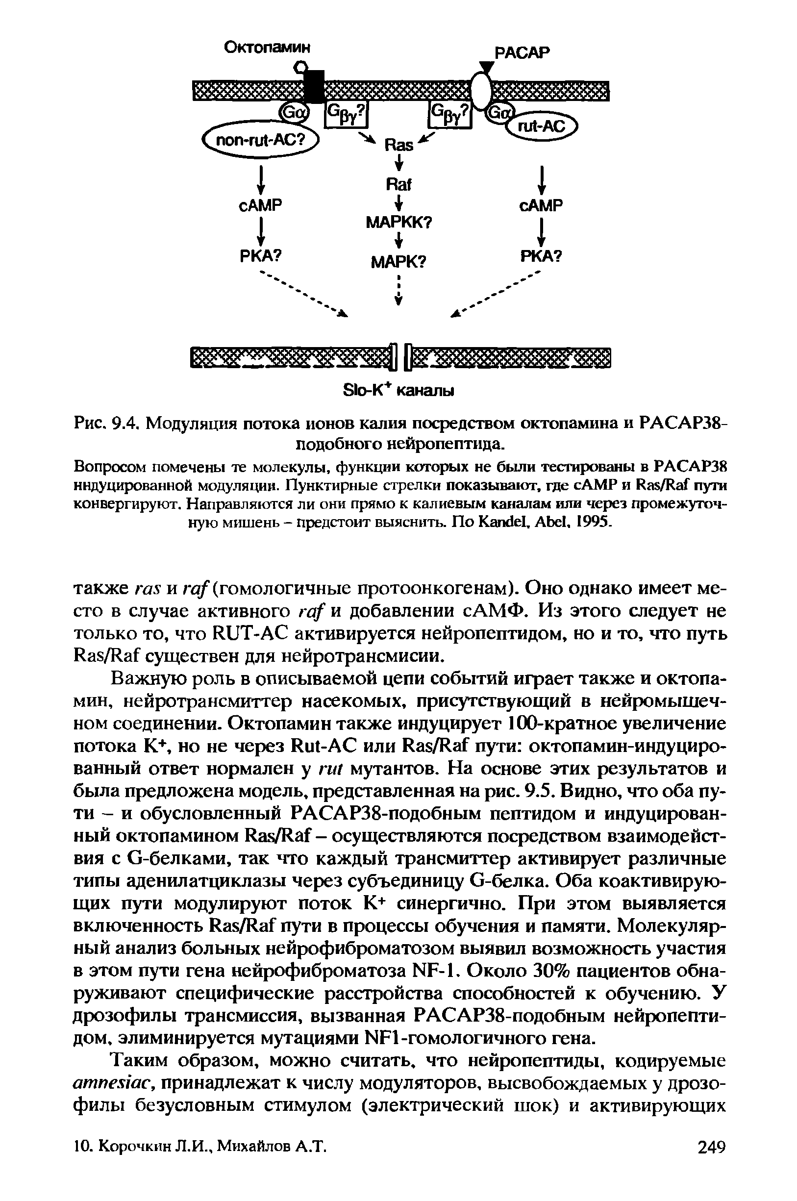 Рис. 9.4. Модуляция потока ионов калия посредством октопамина и РАСАР38-подобного нейропептида.