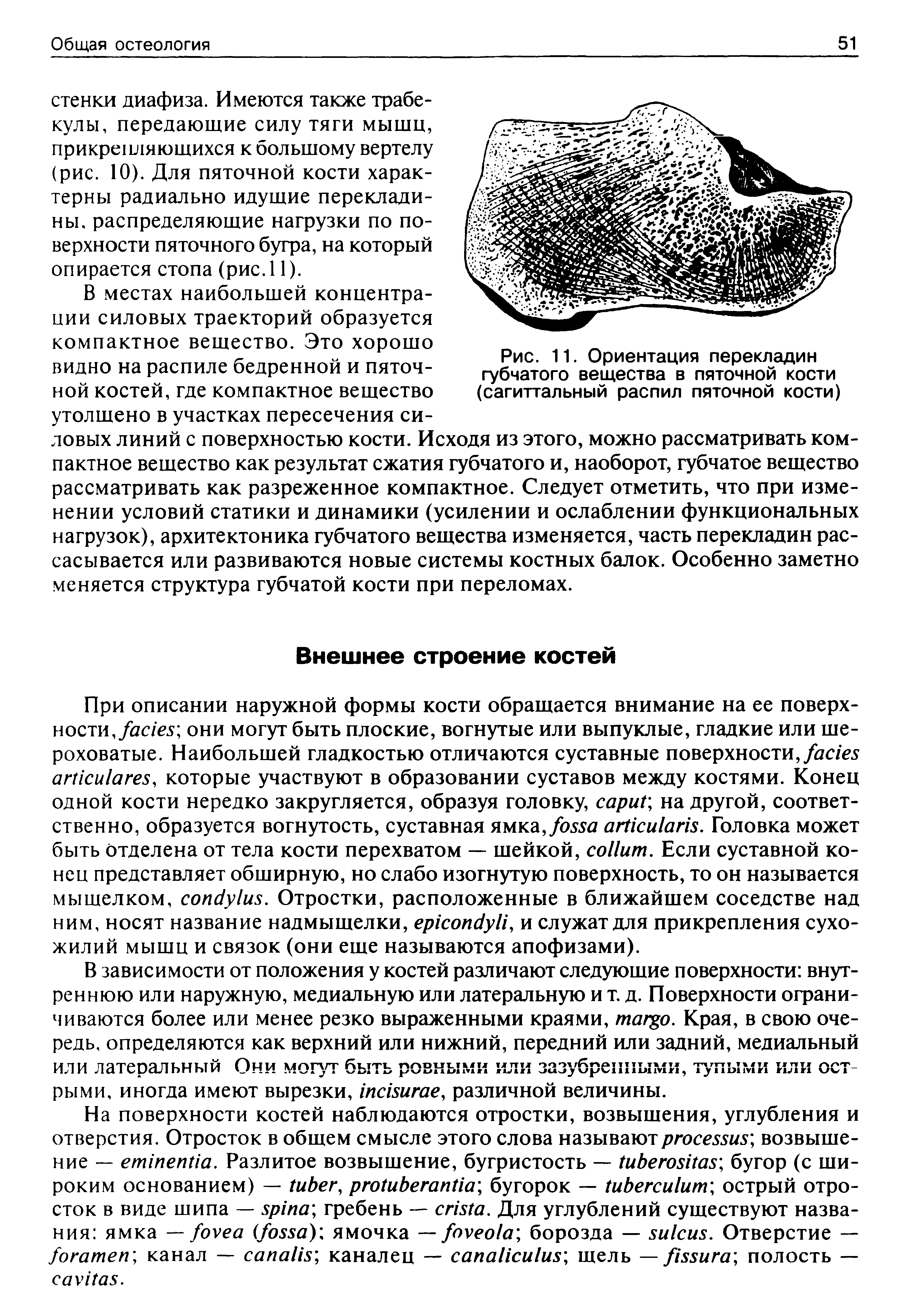 Рис. 11. Ориентация перекладин губчатого вещества в пяточной кости (сагиттальный распил пяточной кости)...